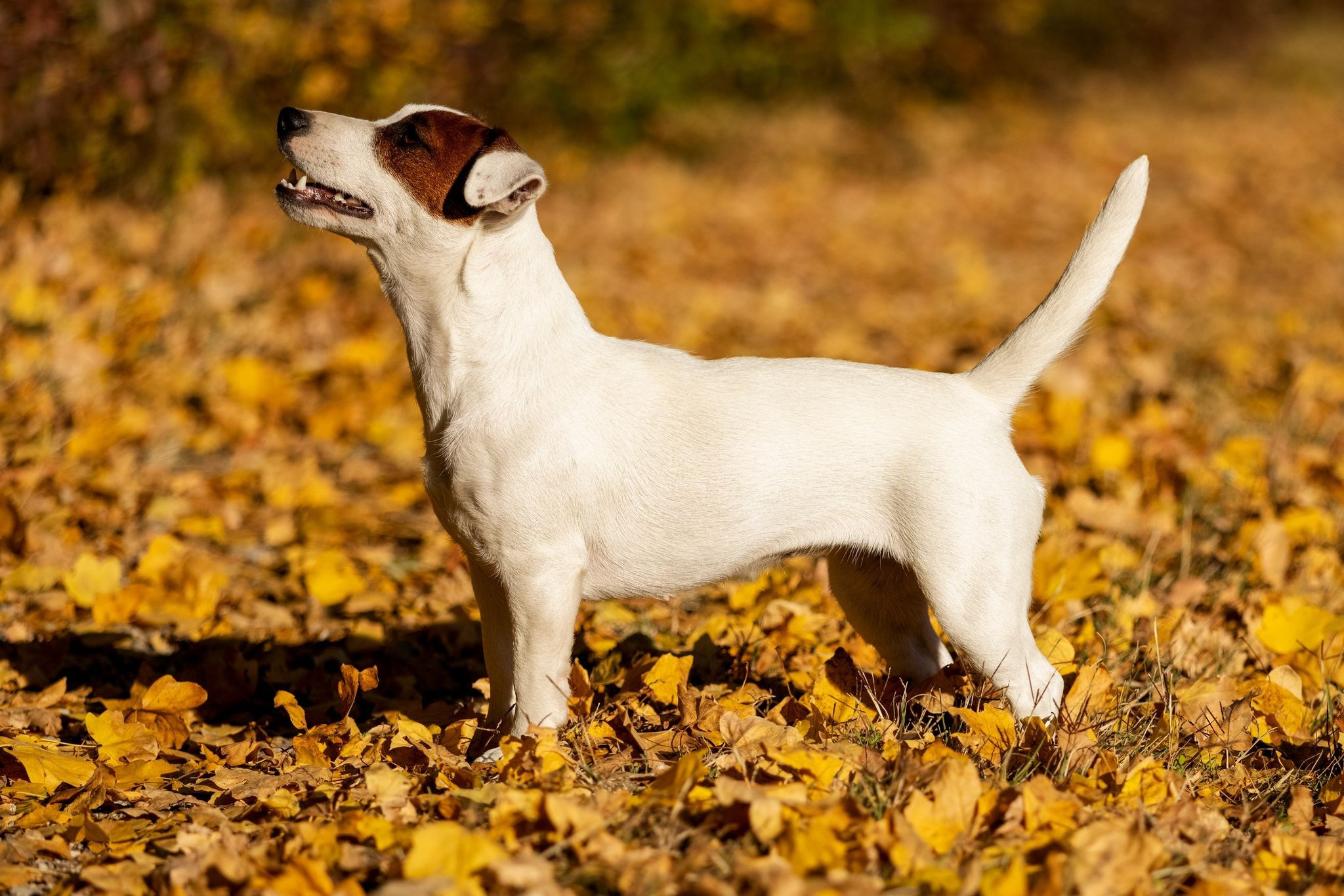 CANE MAESTRO MARSHMALLOW. CANE MAESTRO — kennel Jack Russell Terrier