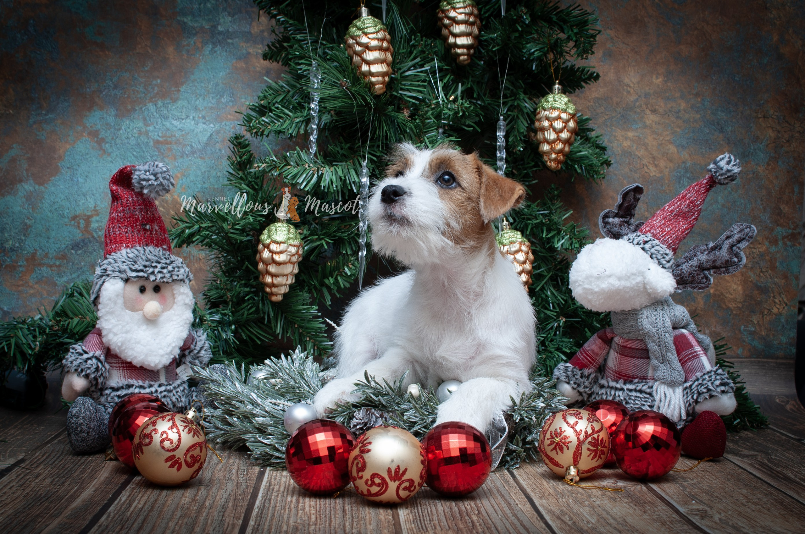 Роза. CANE MAESTRO — kennel Jack Russell Terrier