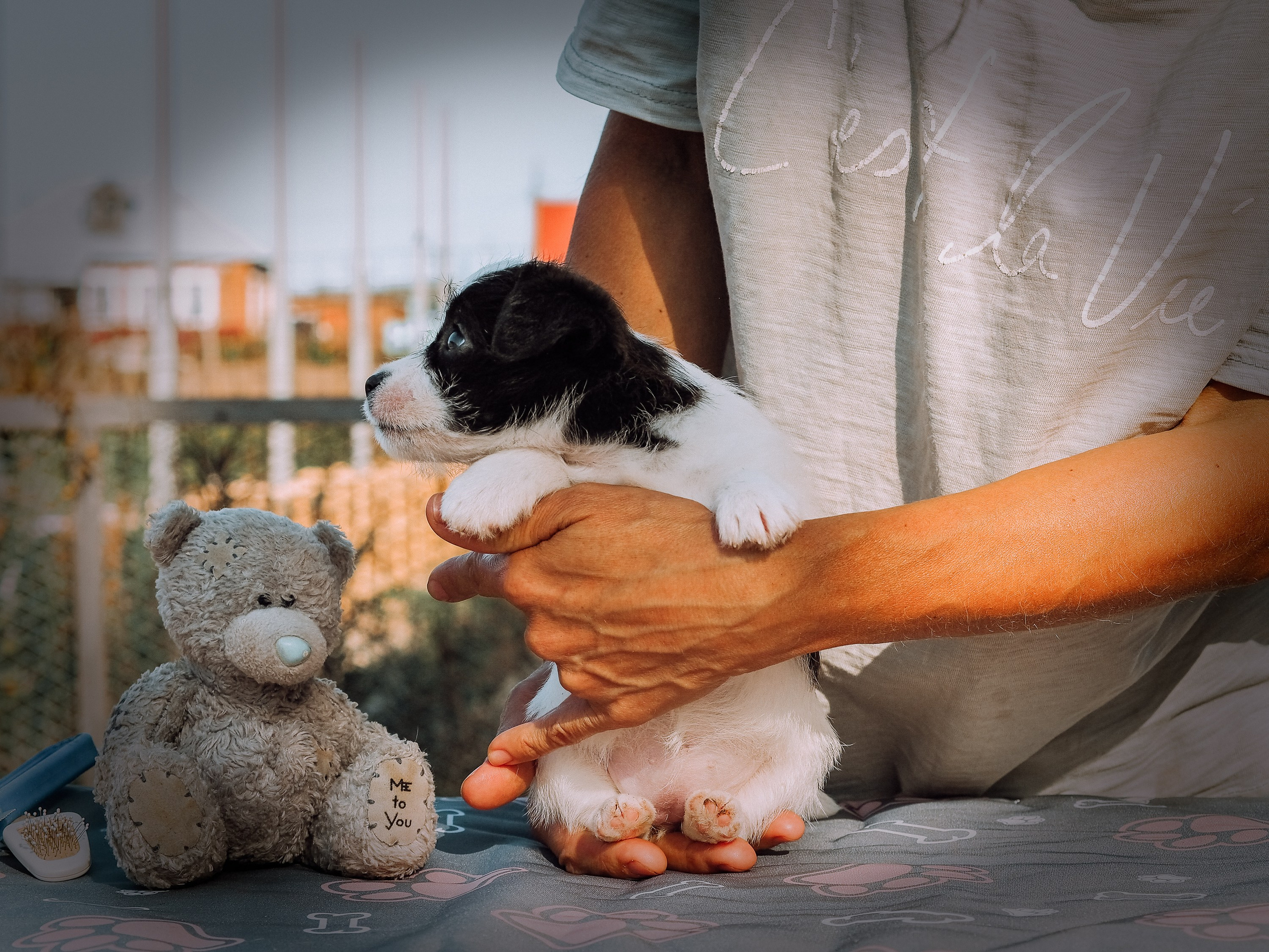 Бело-черная красавица джек-рассел-терьер. КАНЕ МАЭСТРО — питомник Джек рассел терьеров