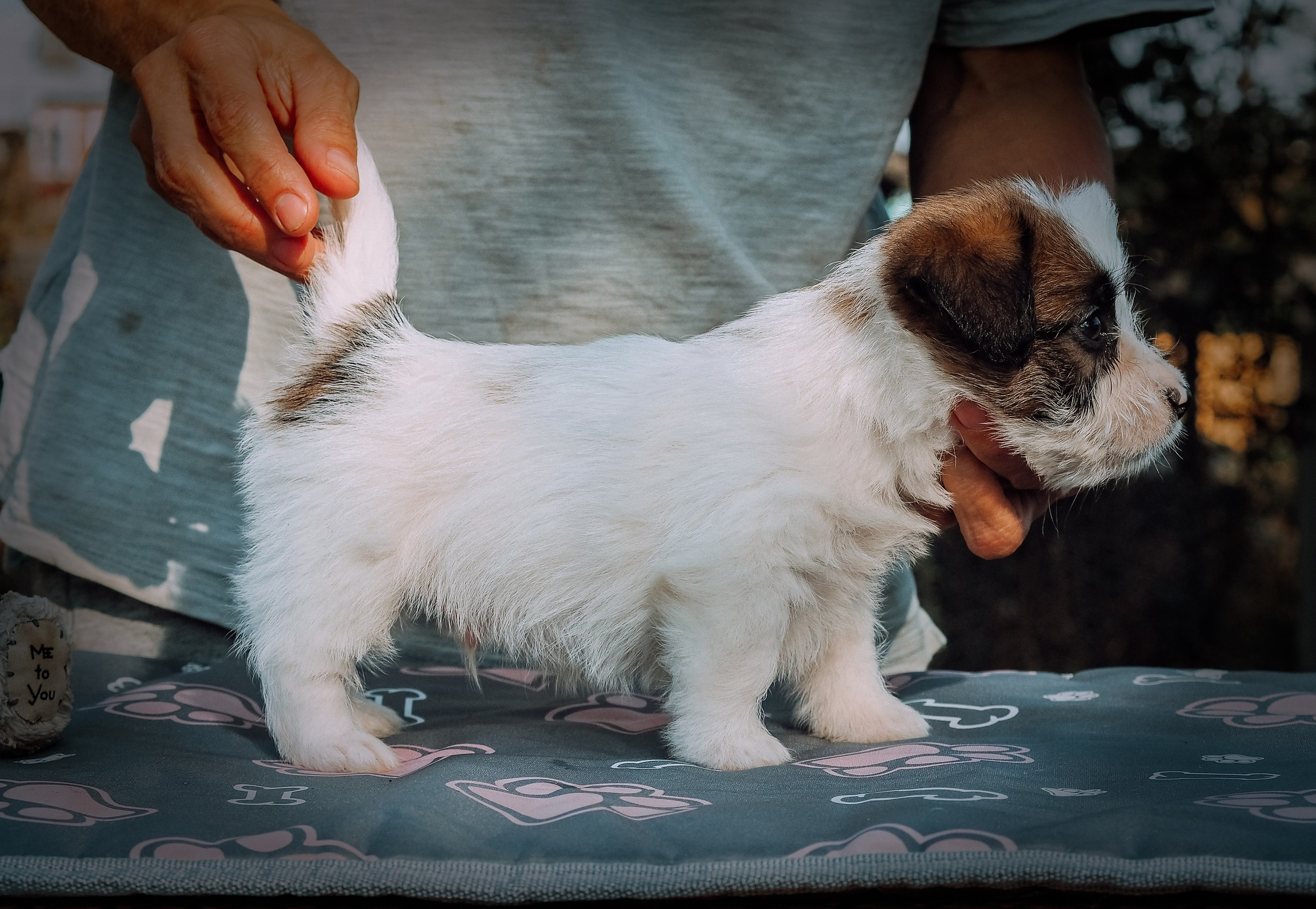 X_MAL_3_БРЫЖ. CANE MAESTRO — kennel Jack Russell Terrier