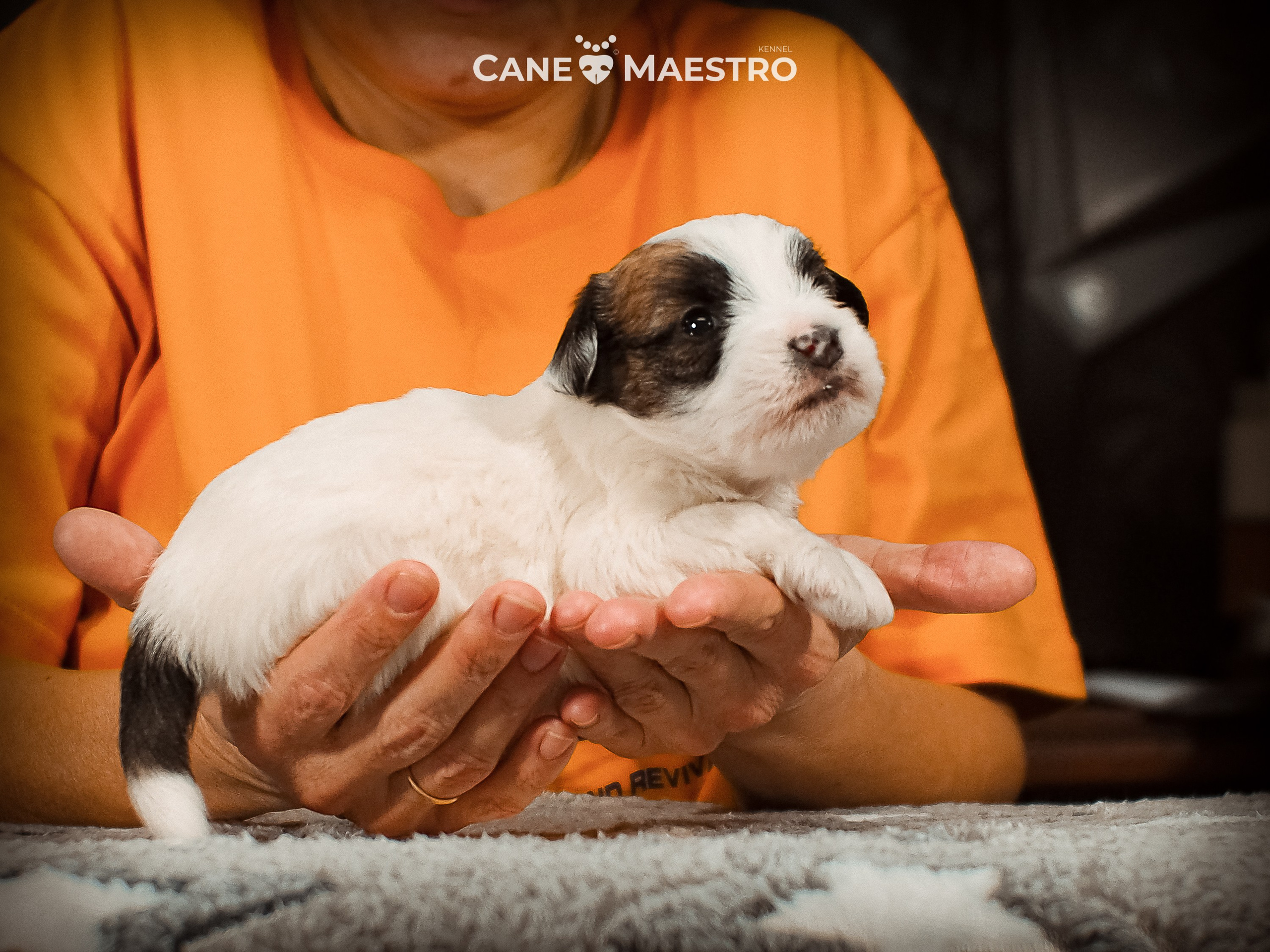 КОБ_ЛИСА_05_01_26. CANE MAESTRO — kennel Jack Russell Terrier