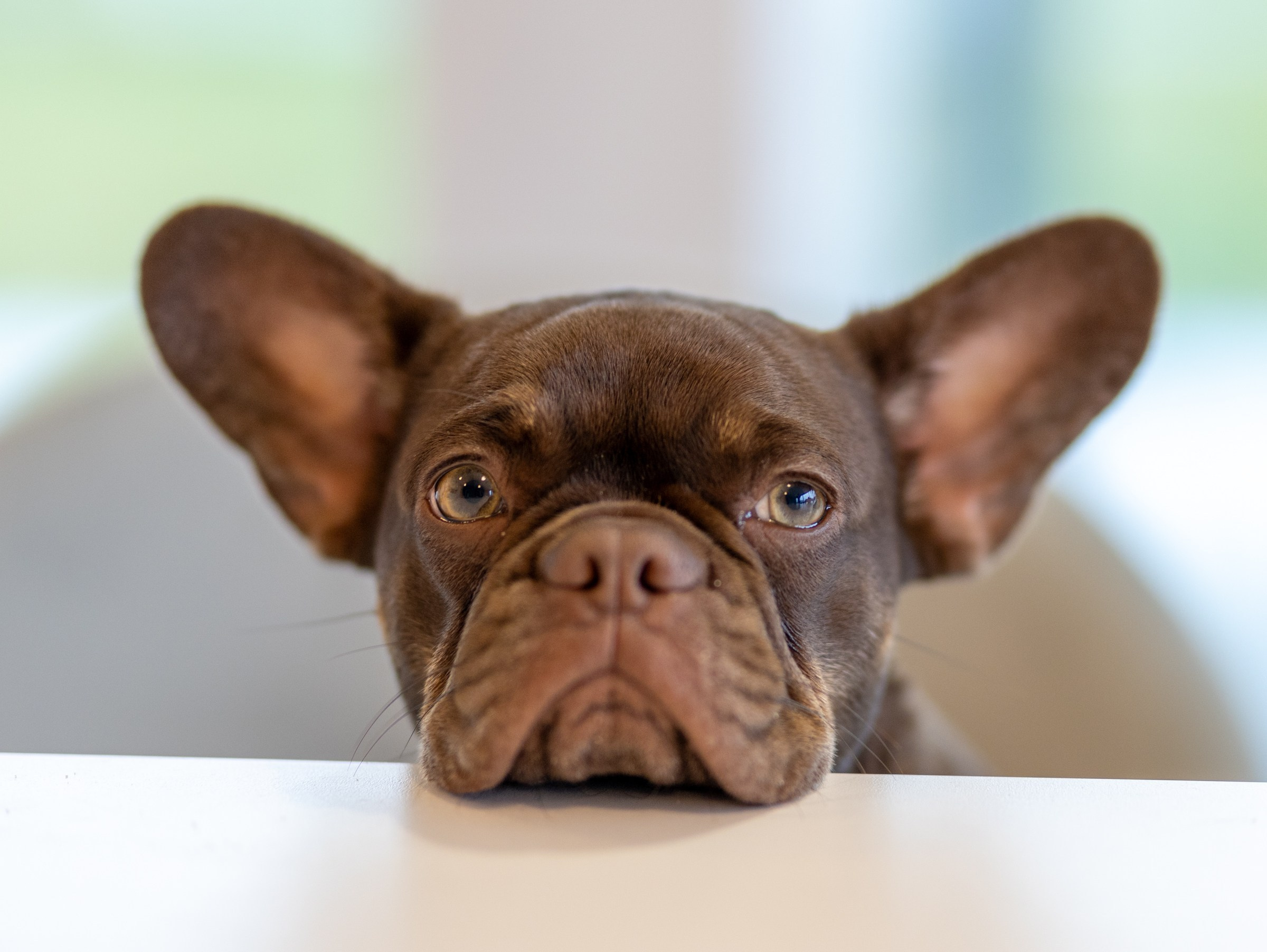 Фотограф-анималист в Москве Кириллова Татьяна