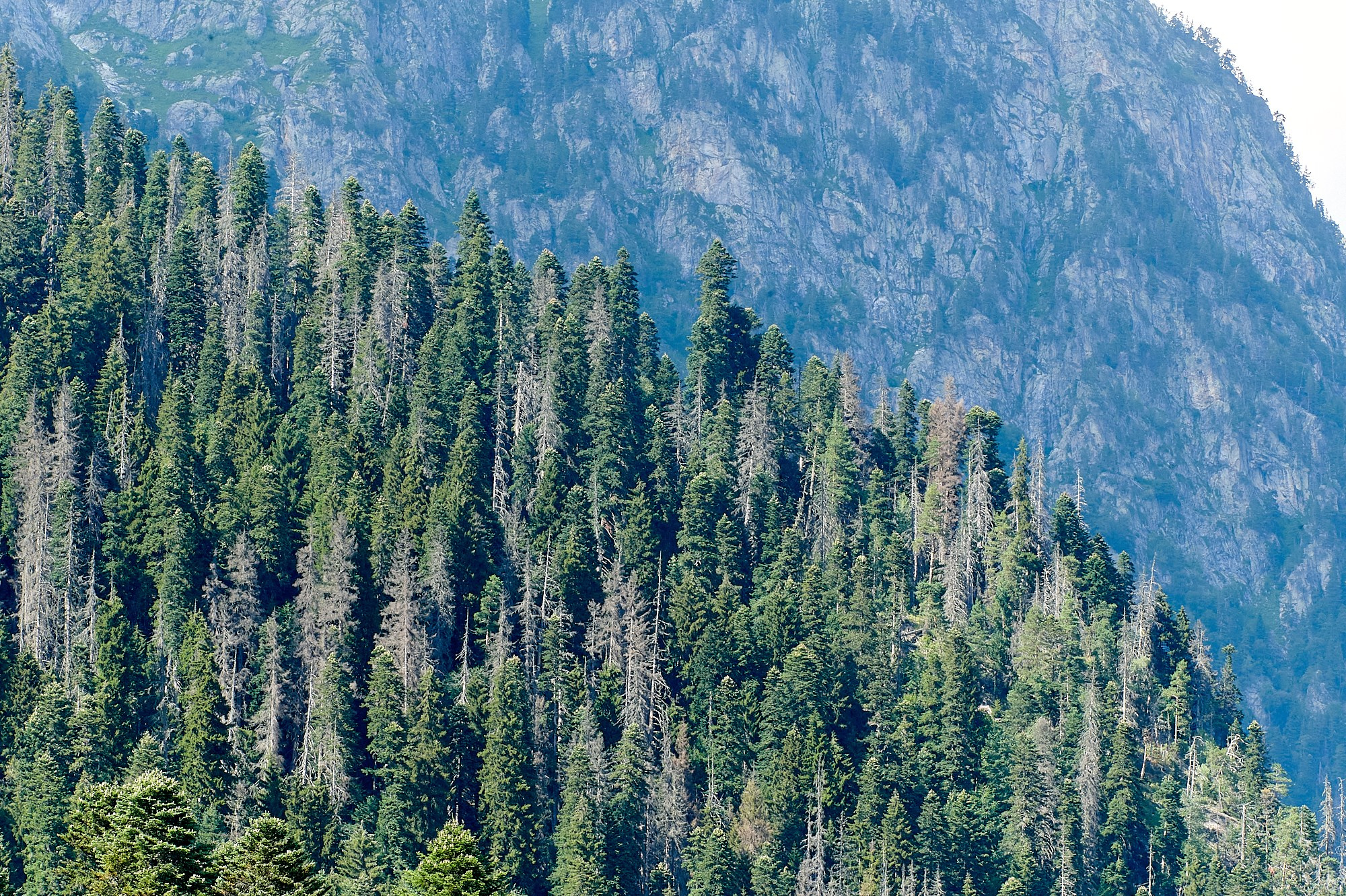 Домбай август 2024. Фотографии отовсюду и обо всем