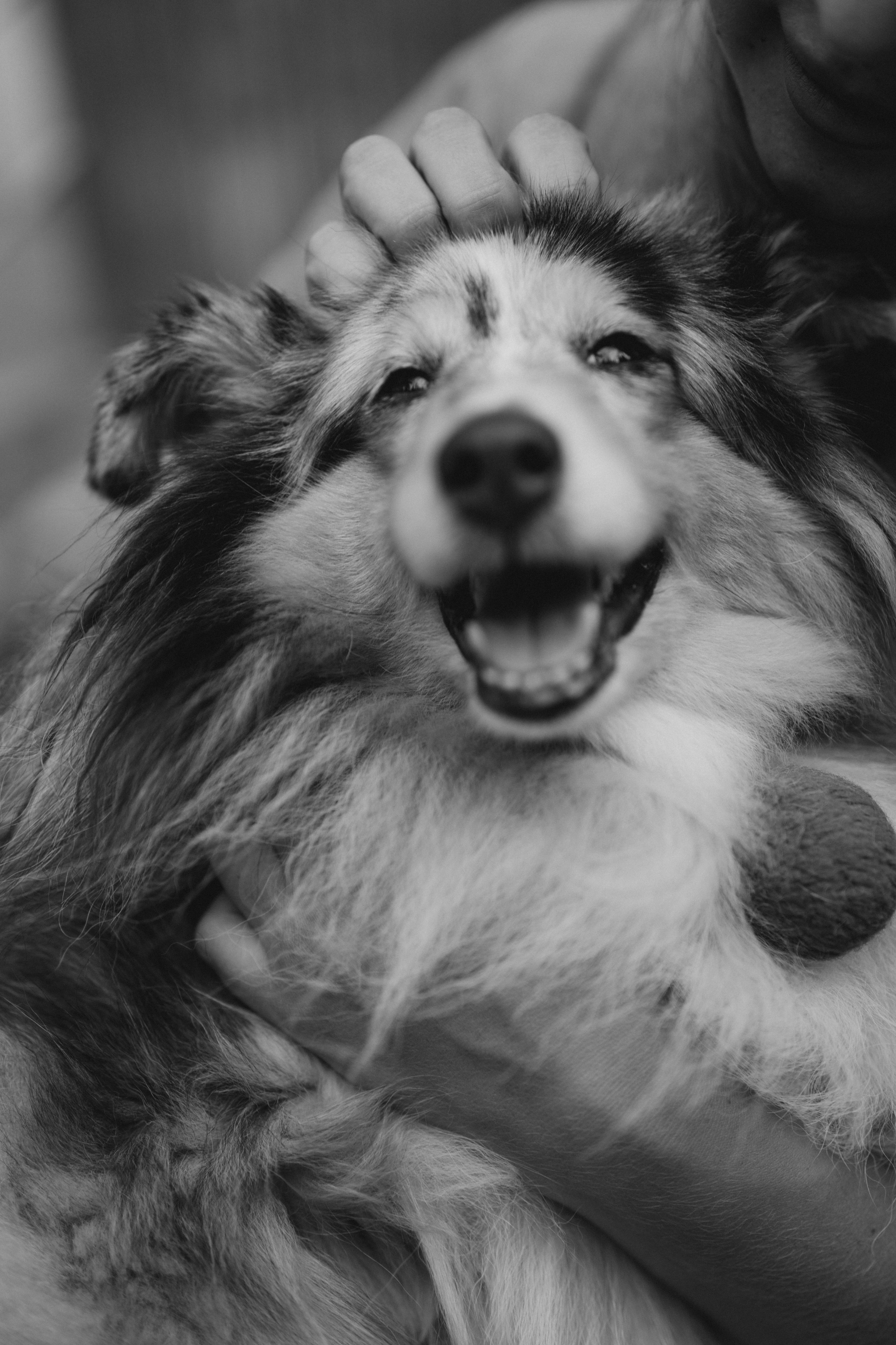 Яна и Холли. Мария Кобзева, фотограф в Ялте, Крым