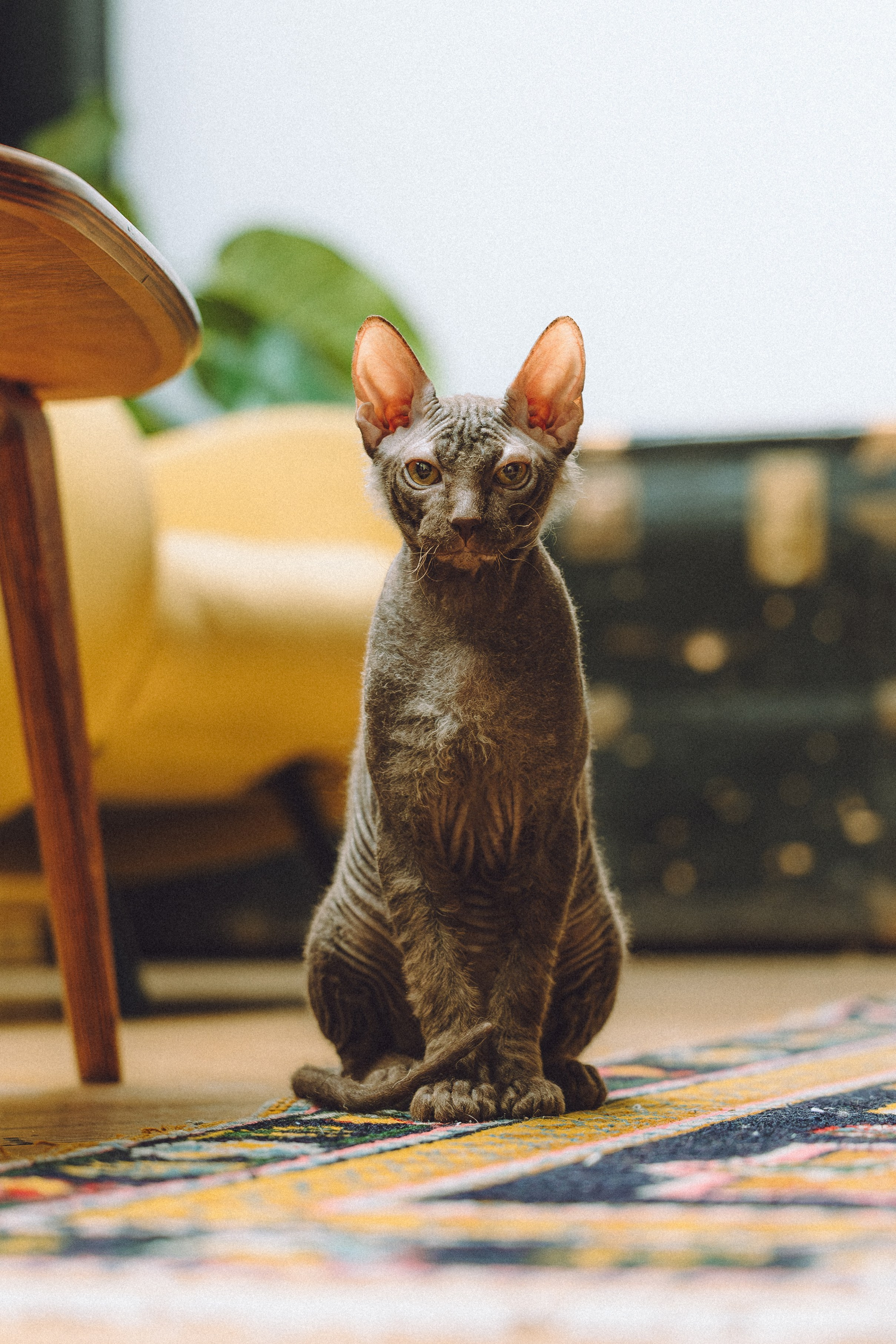 Кокос, Света, Динара и Вилли