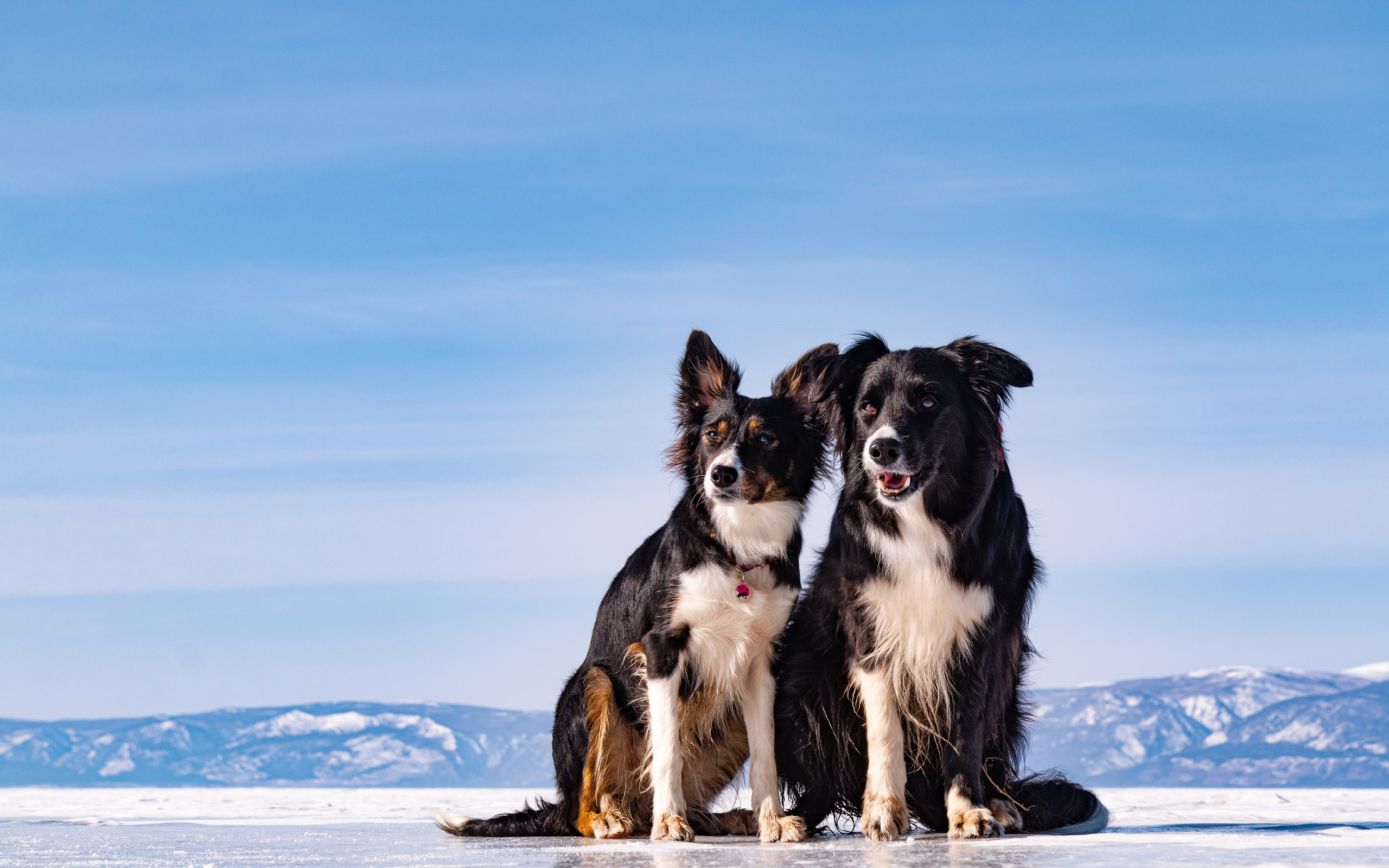 Фотосъёмка животных. Предметный и репортажный фотограф Алексей Кротов