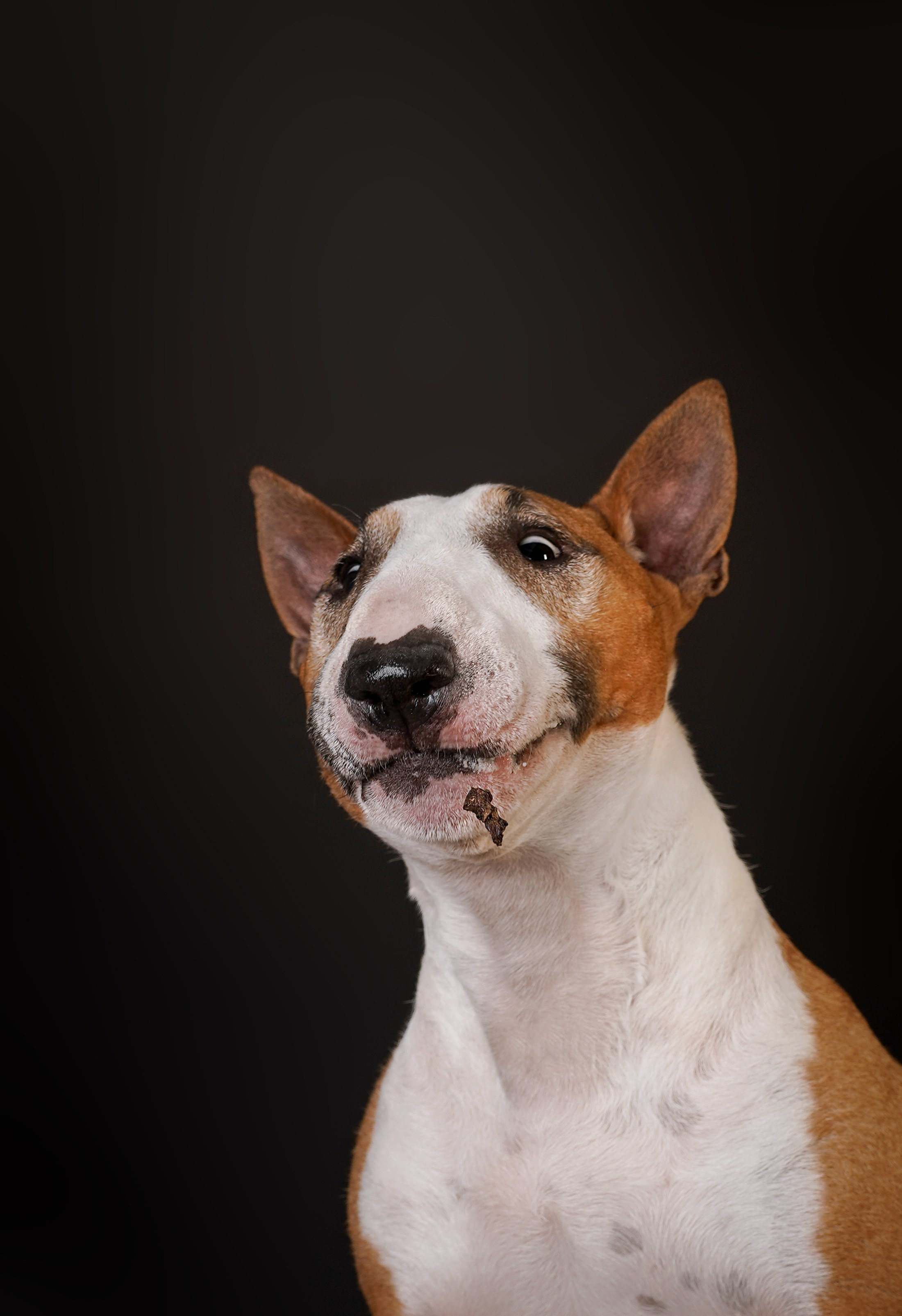 Юни и Панда. Фотограф-анималист в Санкт-Петербурге Яна Мартынова