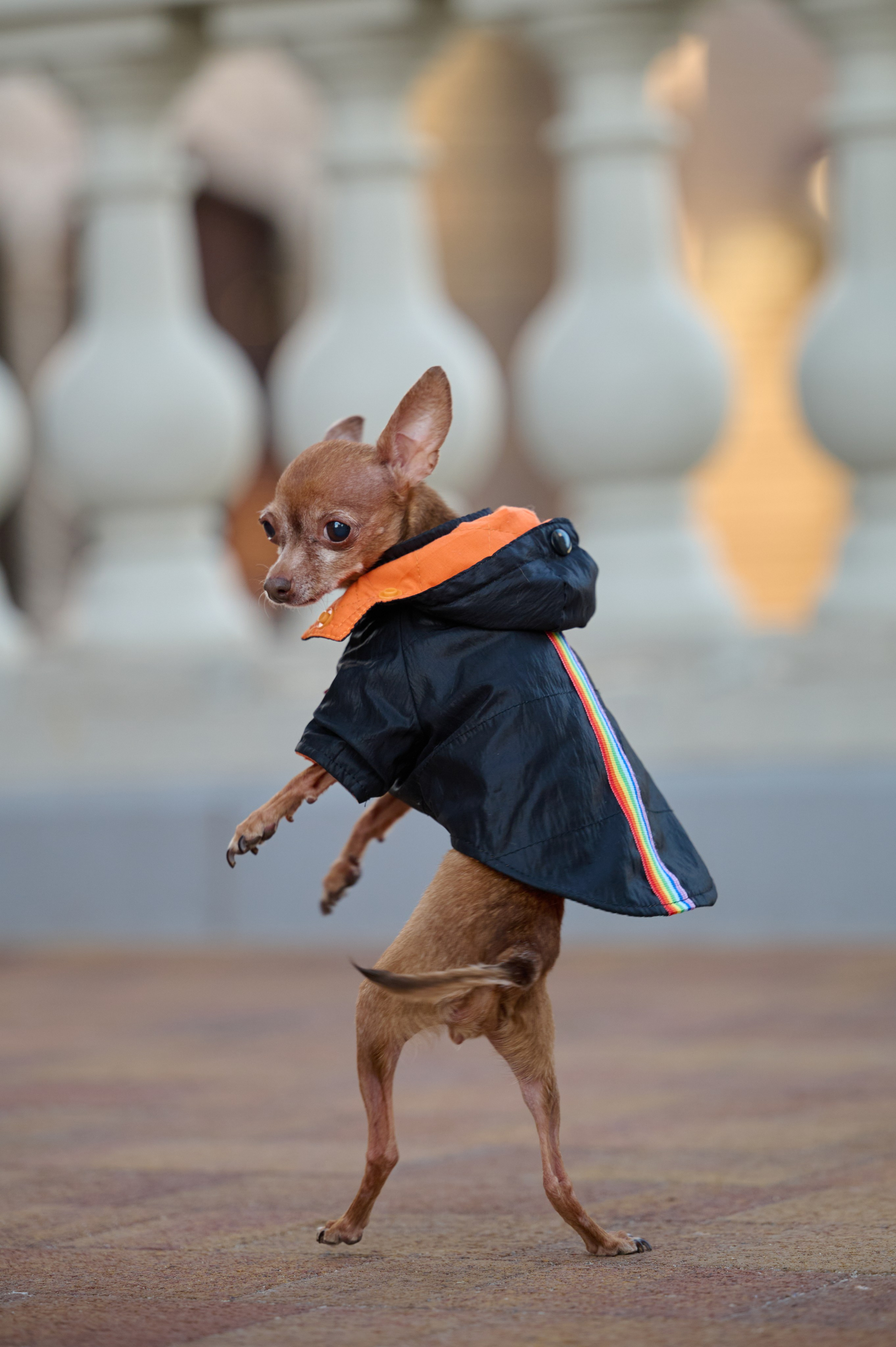 Ренита и Егор с Фокси и Пени. Фотограф анималист в Казани Алина Сулейманова. Фотограф животных