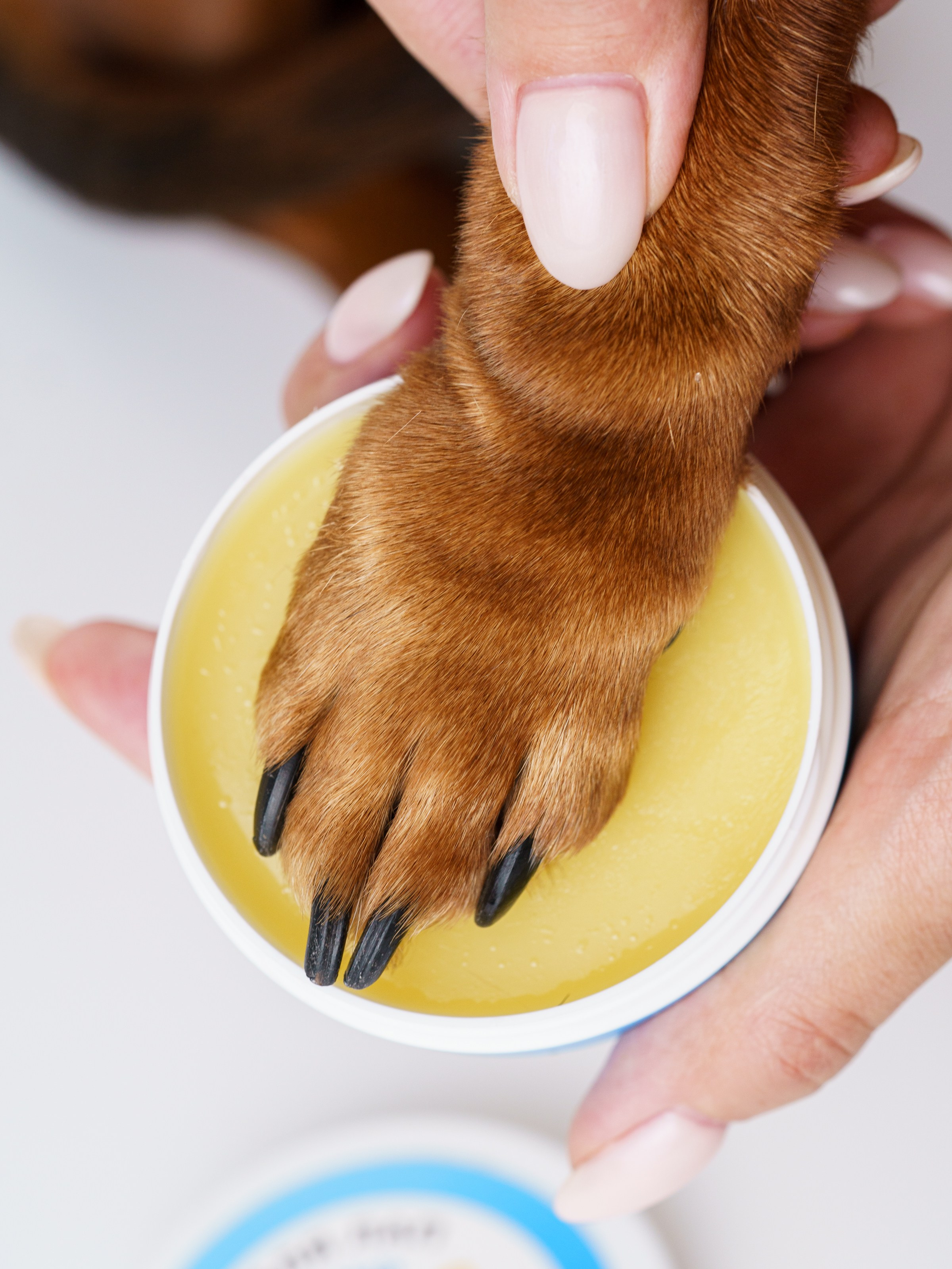 Съемки с животными. КЕД Студия-контент агентство полного цикла СПБ. Создаём фото, видео и контент, который помогает брендам и селлерам продавать больше