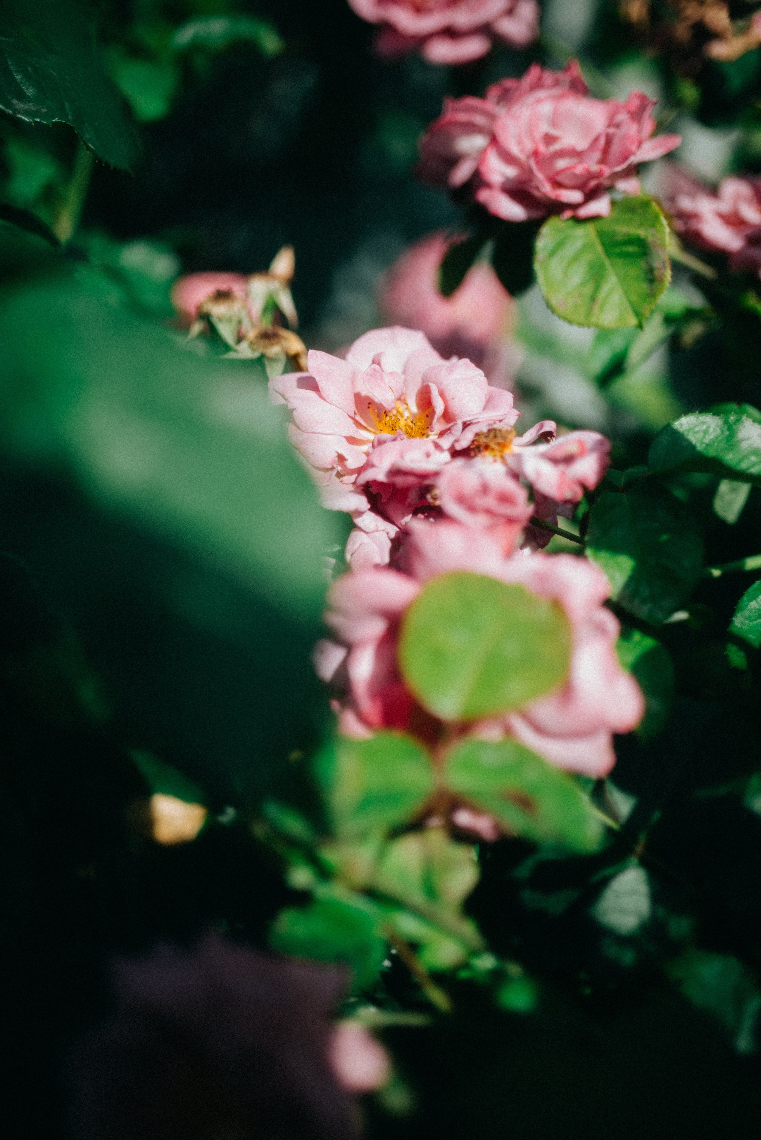 Руслан и Вероника |Полный свадебный день. Фотограф Санкт-Петербург, Новороссийск