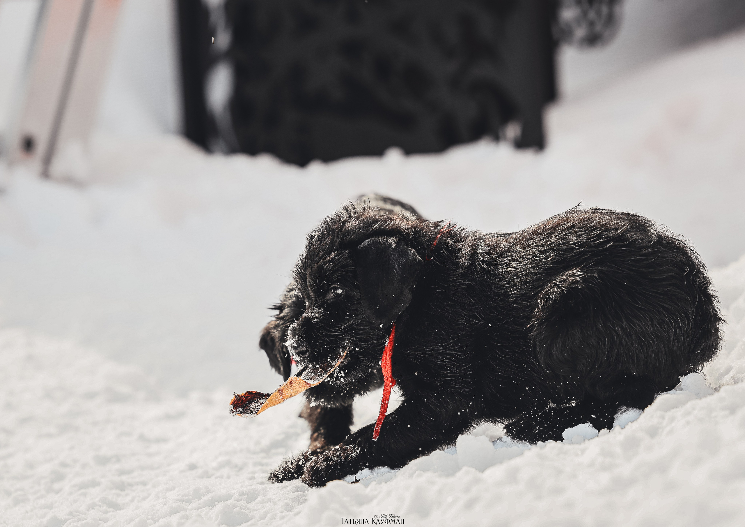 Ризеншнауцер, щенки ризеншнауцера, купить ризеншнауцера, купить щенка, ризеншнауцер Новосибирск, фотосъемка щенков, фотосессия собак, заказать фотосессию, фотографии щенков, сфотографировать щенка, фотограф Анималист, фотограф собак Новосибирск, фотограф анималист Новосибирск