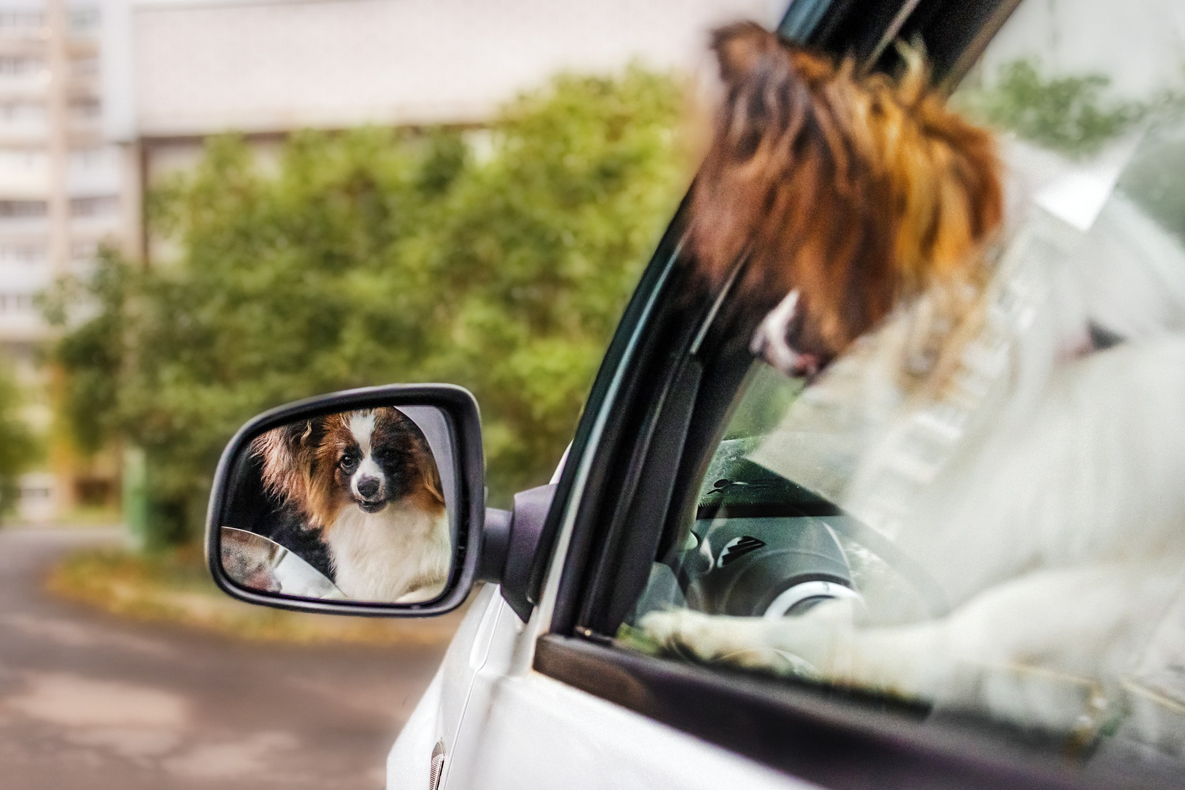 Хьюстон. Фотограф анималист Аня Ливанова | Рыбинск