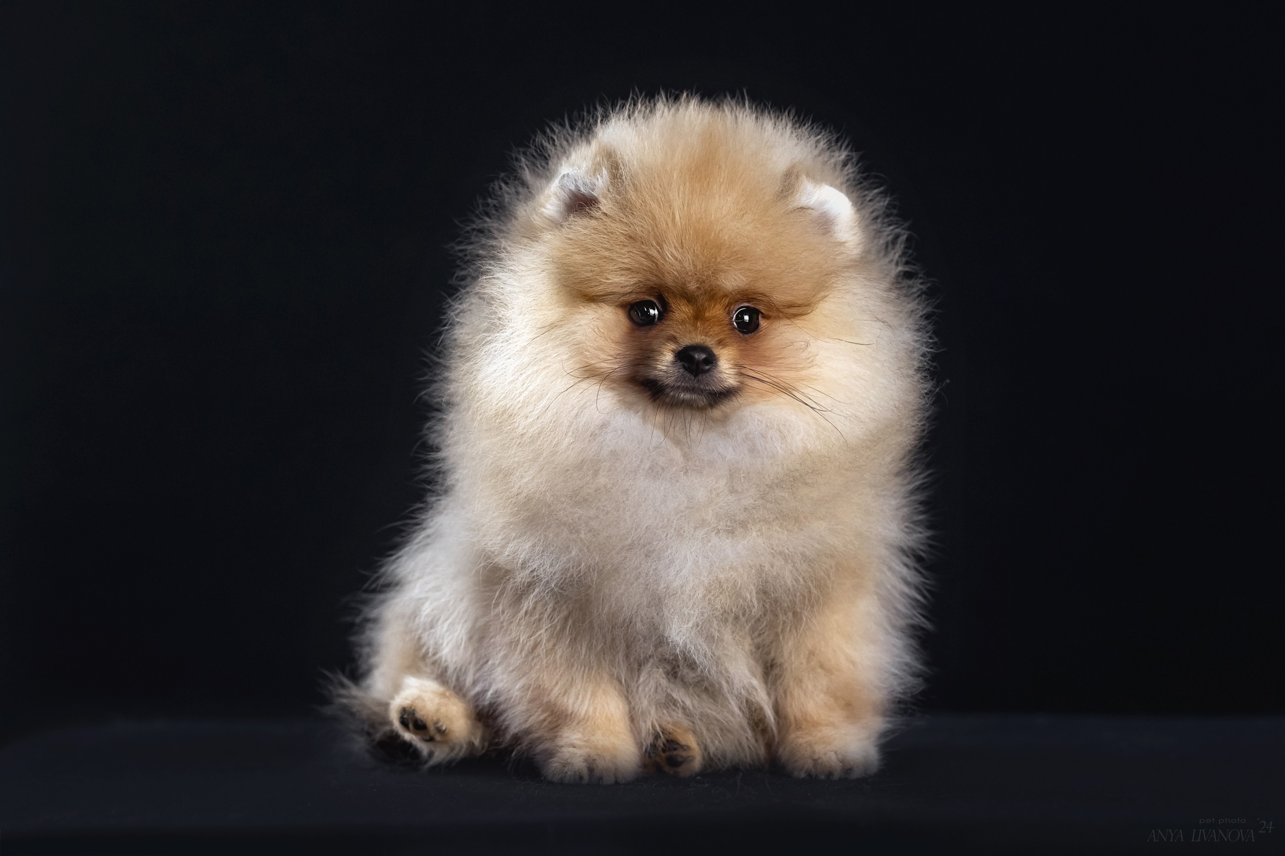 Шпицы. Фотограф анималист Аня Ливанова | Рыбинск