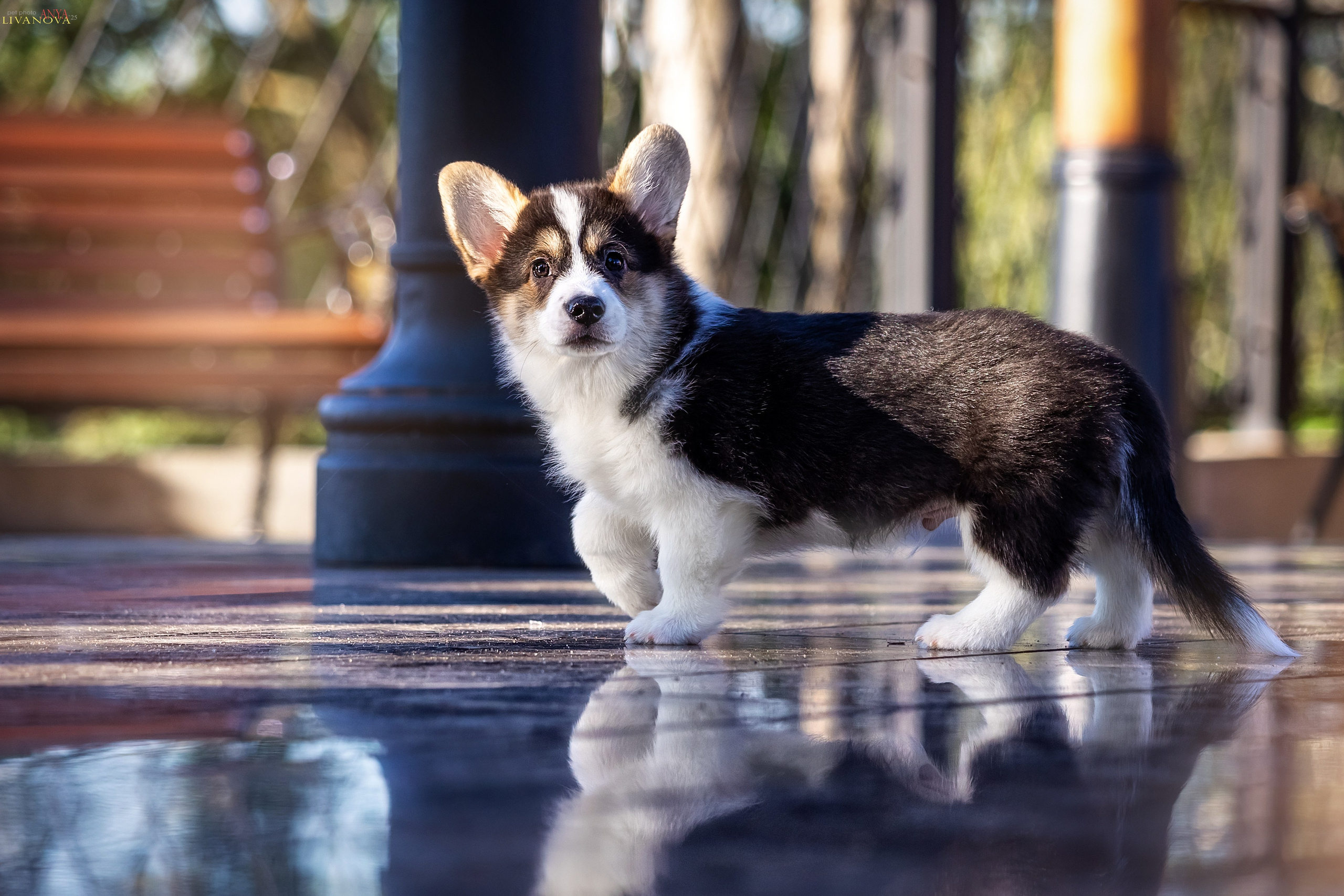 Коржики. Фотограф анималист Аня Ливанова | Рыбинск