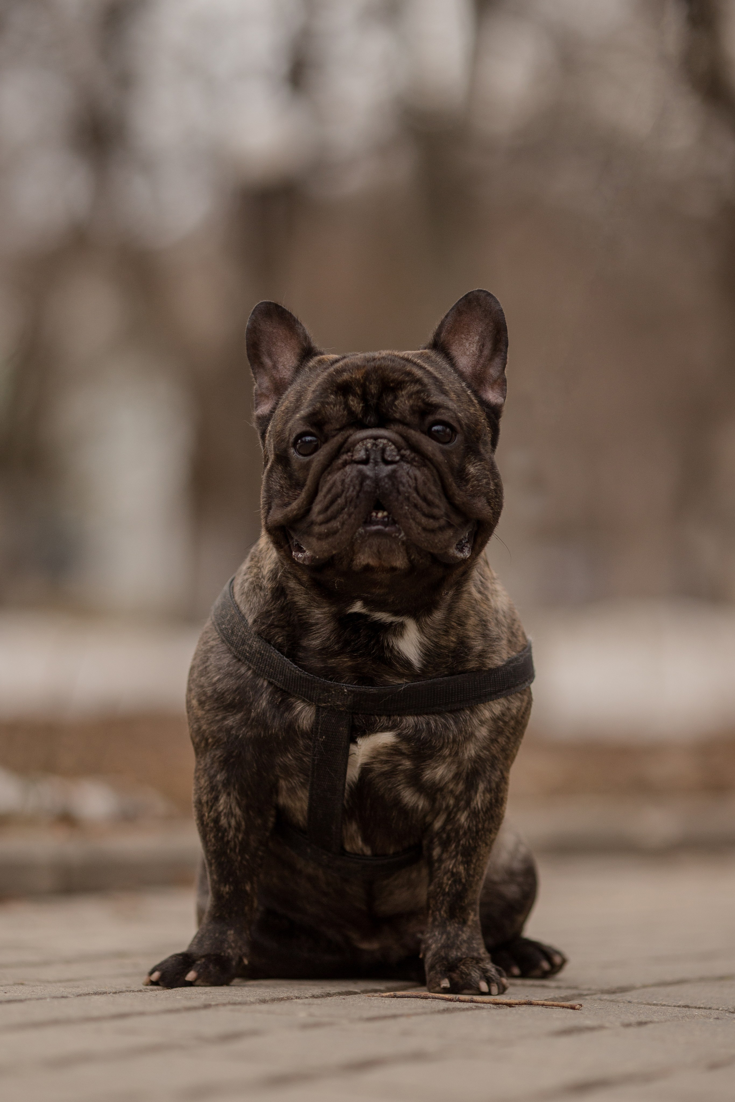 Фото французского бульдога