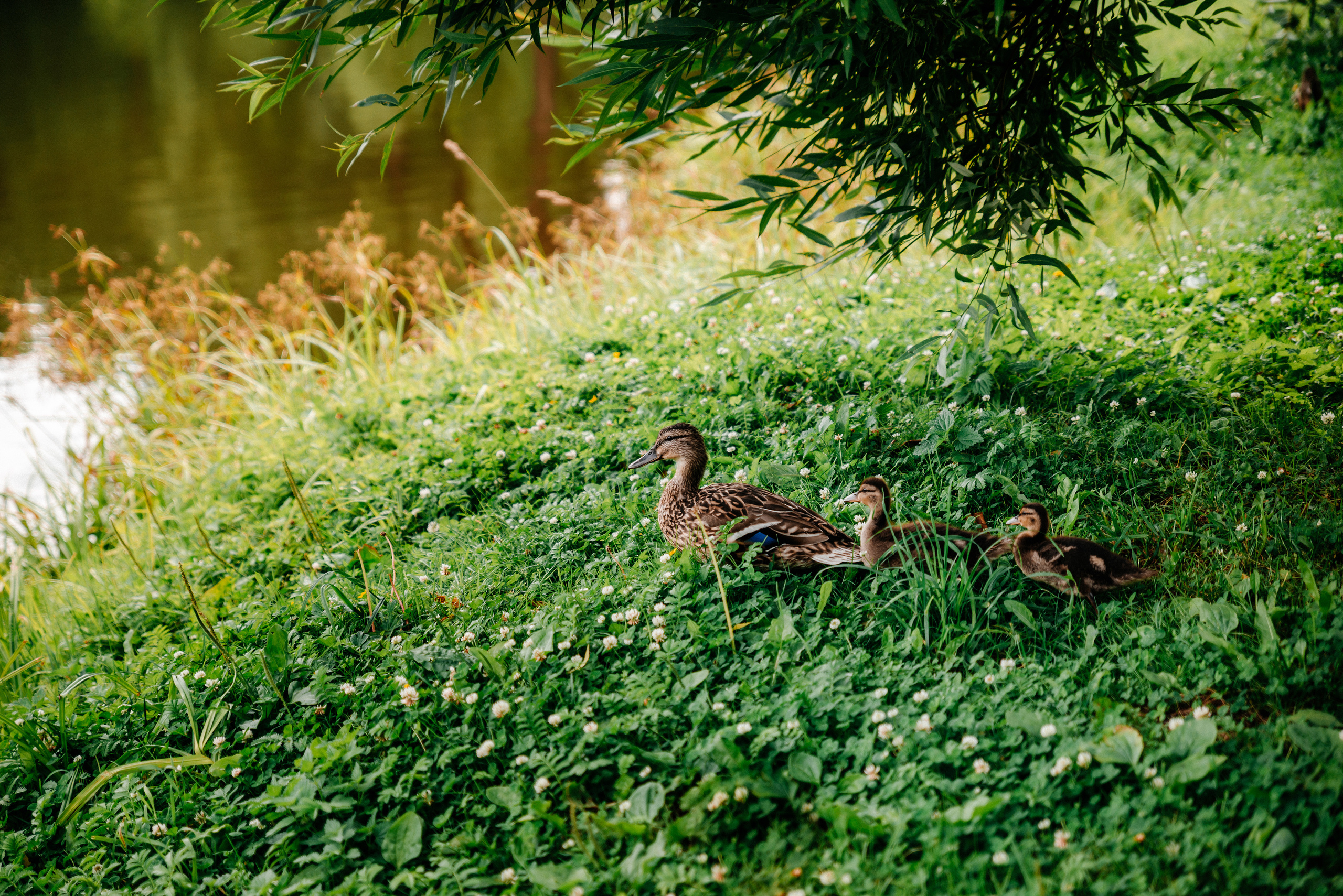 Фотопрогулки по Санкт-Петербургу. Семейный и детский фотограф в Санкт-Петербурге Маша Бичан