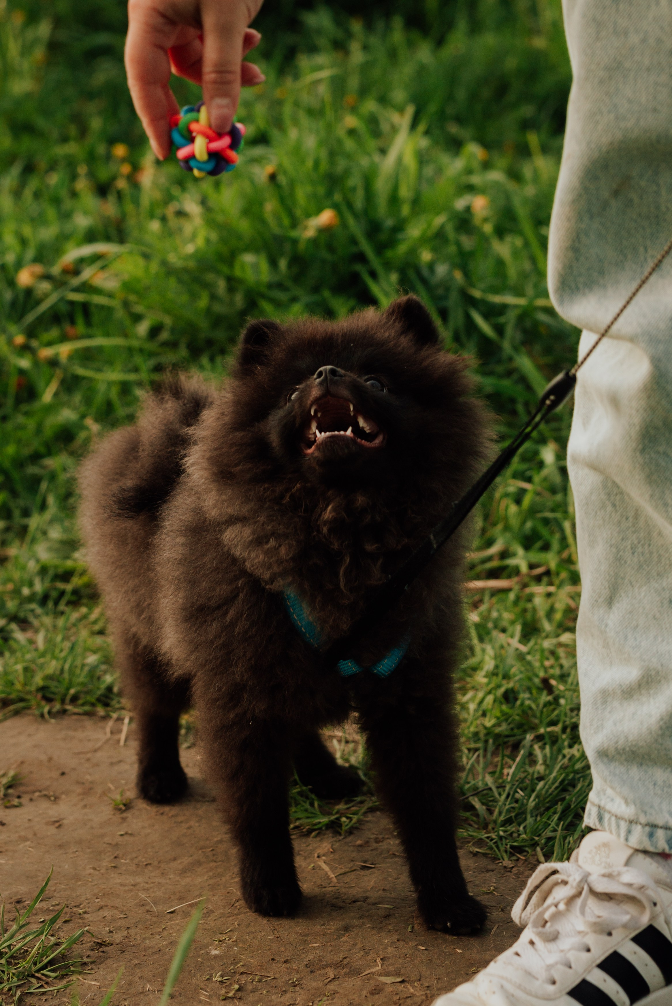 Фотовыходные с питомцами Мурино. Фотограф в Санкт-Петербурге и Ленинградской области