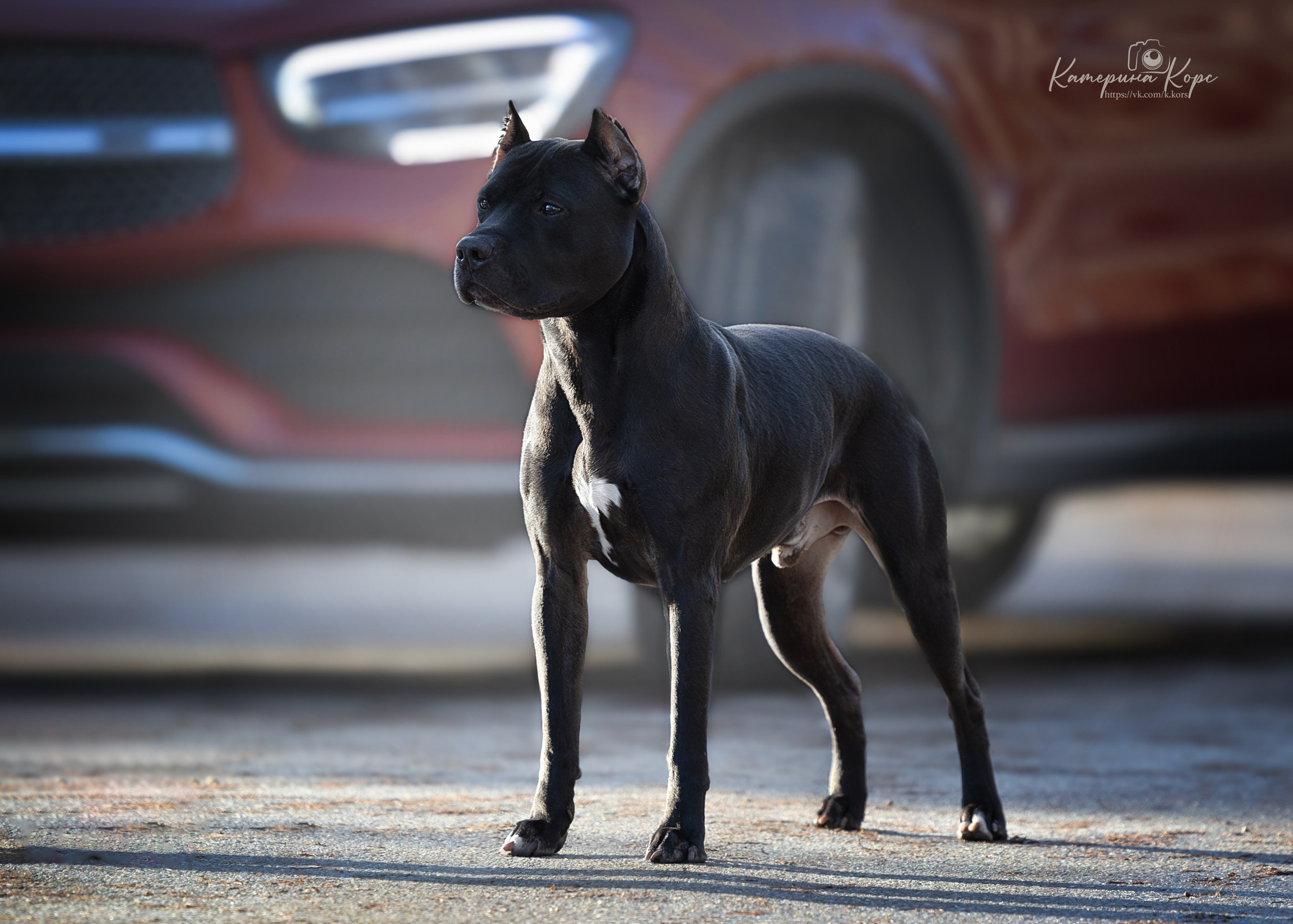 АПБТ DRAGON'S JOKER. Главная