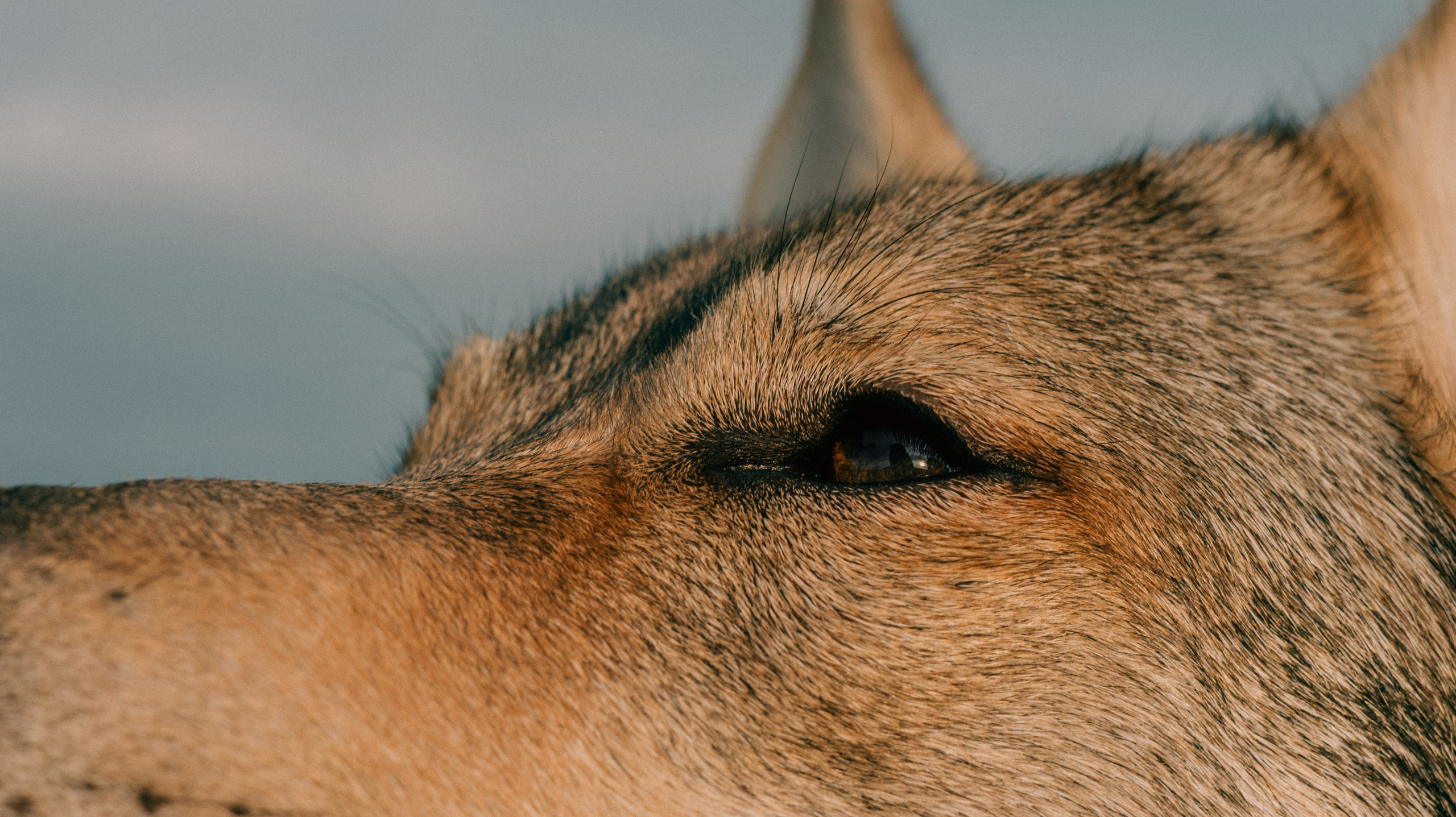 Маша и Дэрил. Фотограф-анималист Богданова Полина