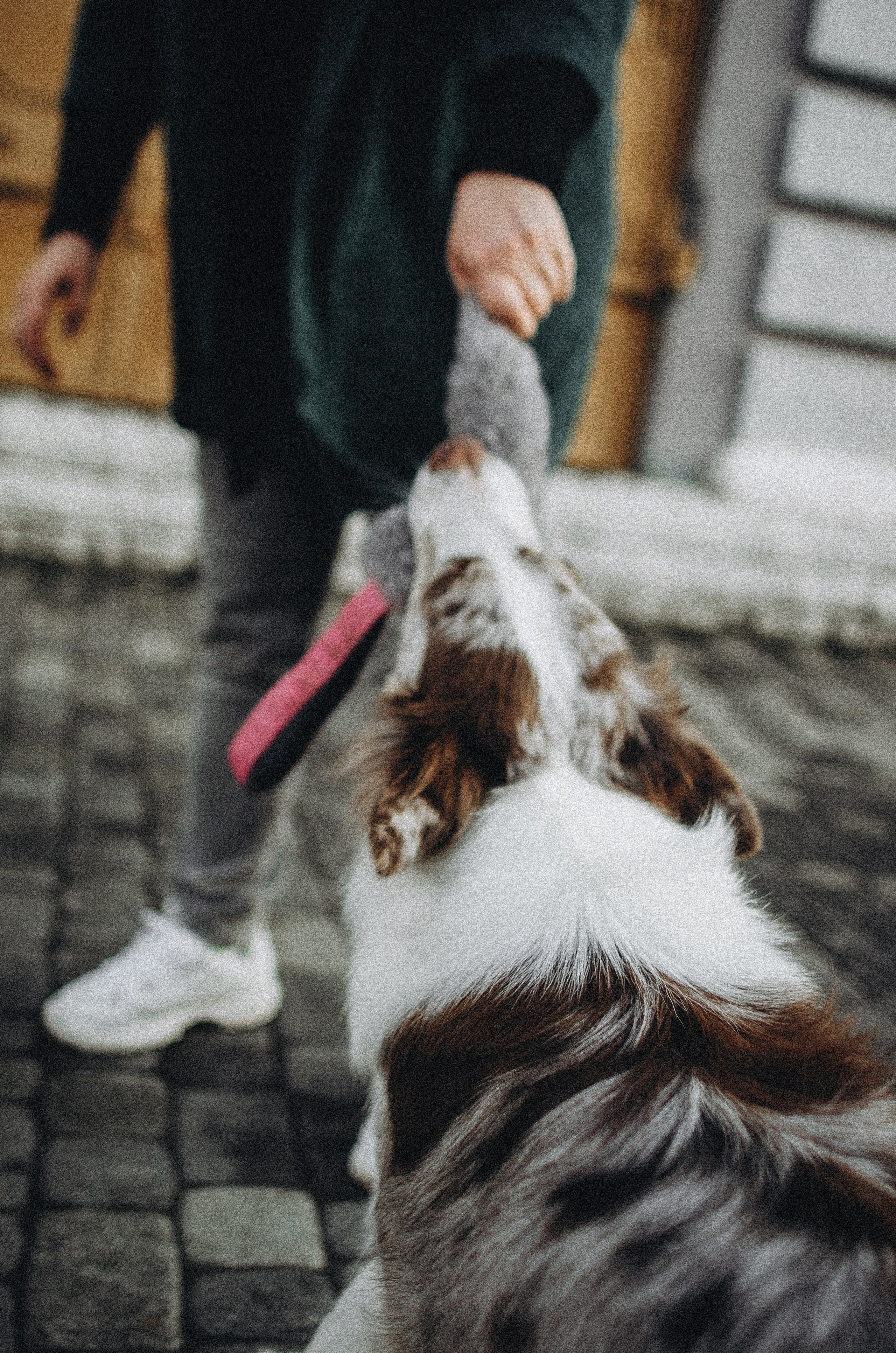 Алина и Бруна. Фотограф-анималист Богданова Полина