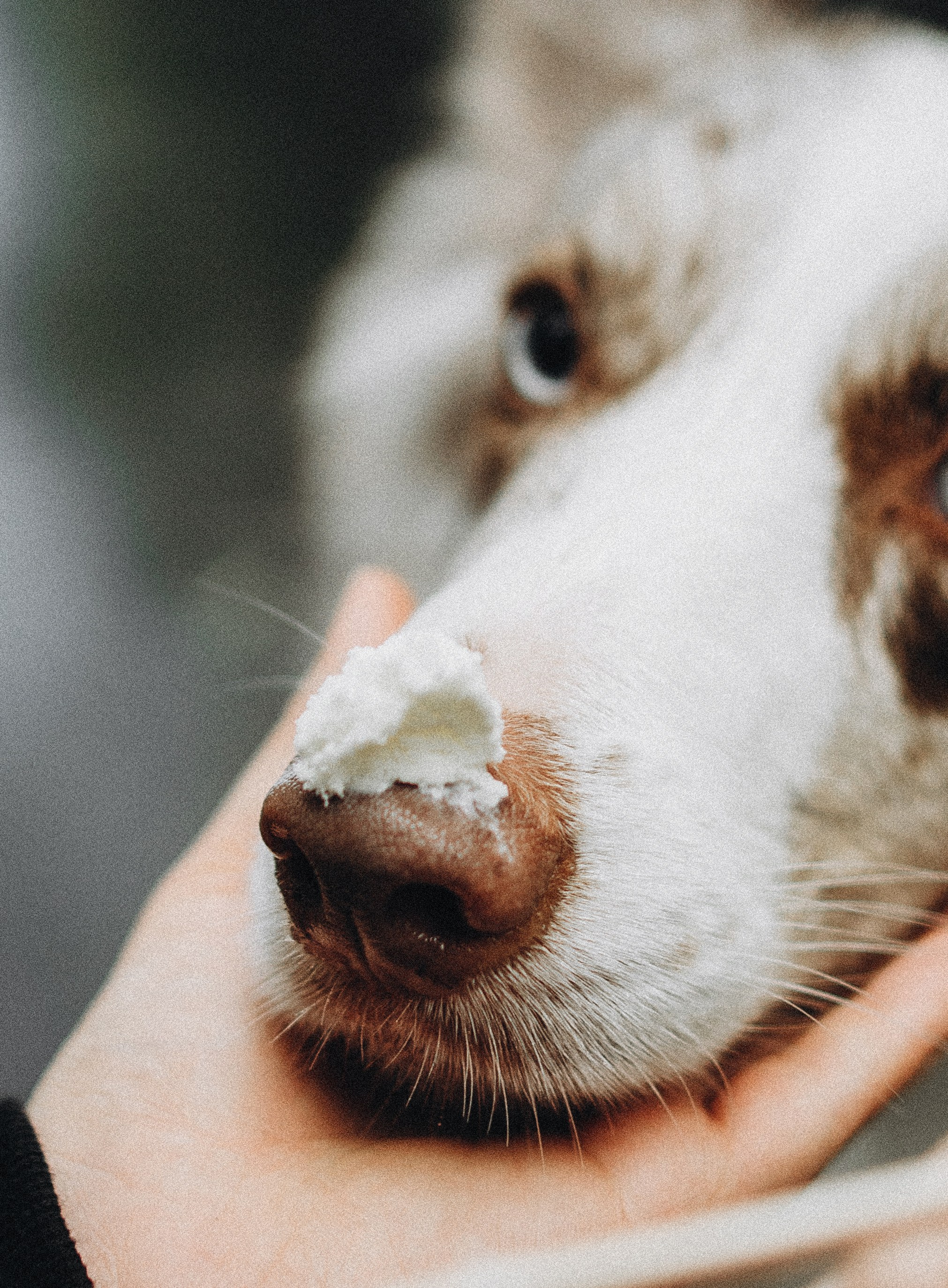 Алина и Бруна. Фотограф-анималист Богданова Полина