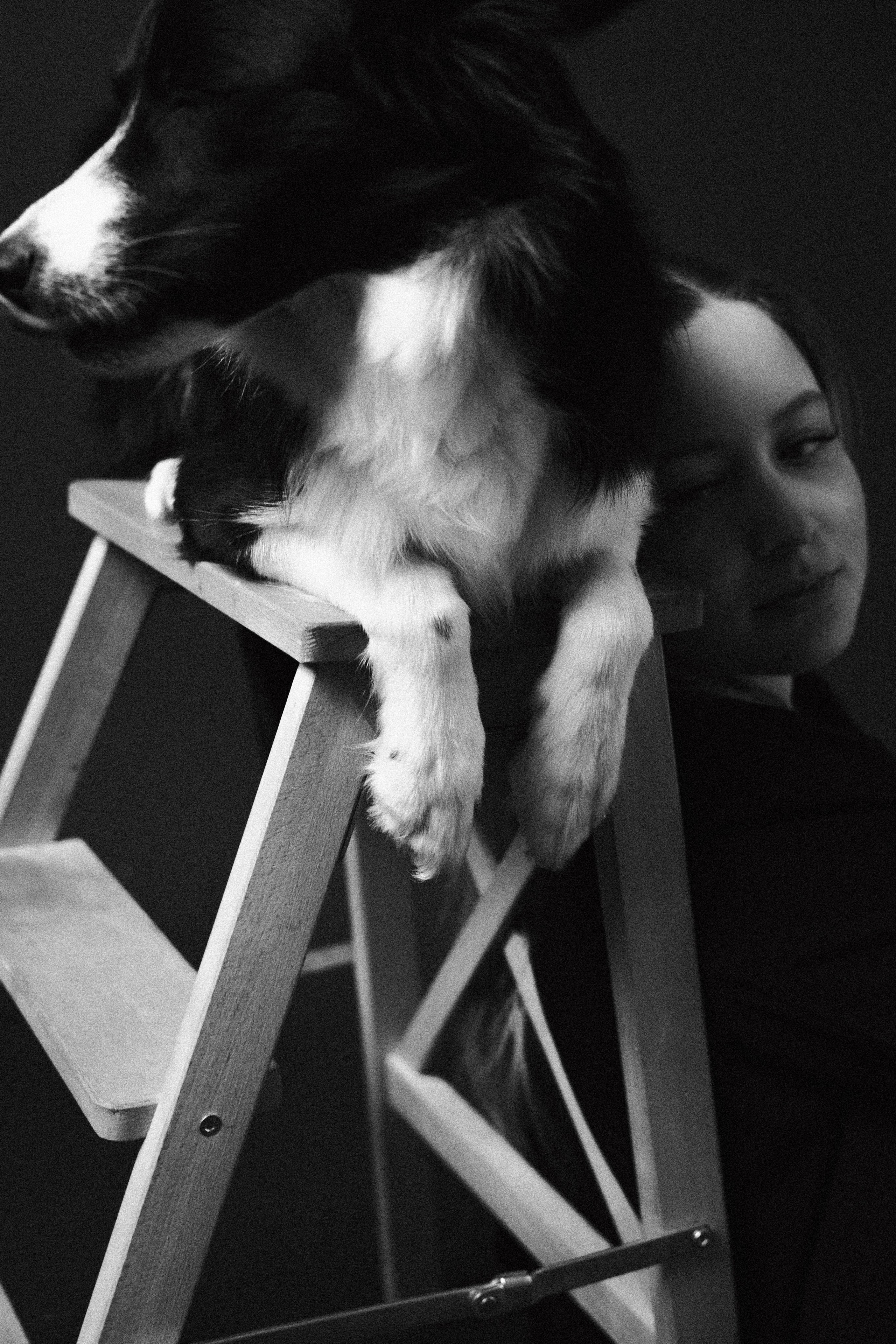 Даша, Дже и Рива. Фотограф-анималист Богданова Полина