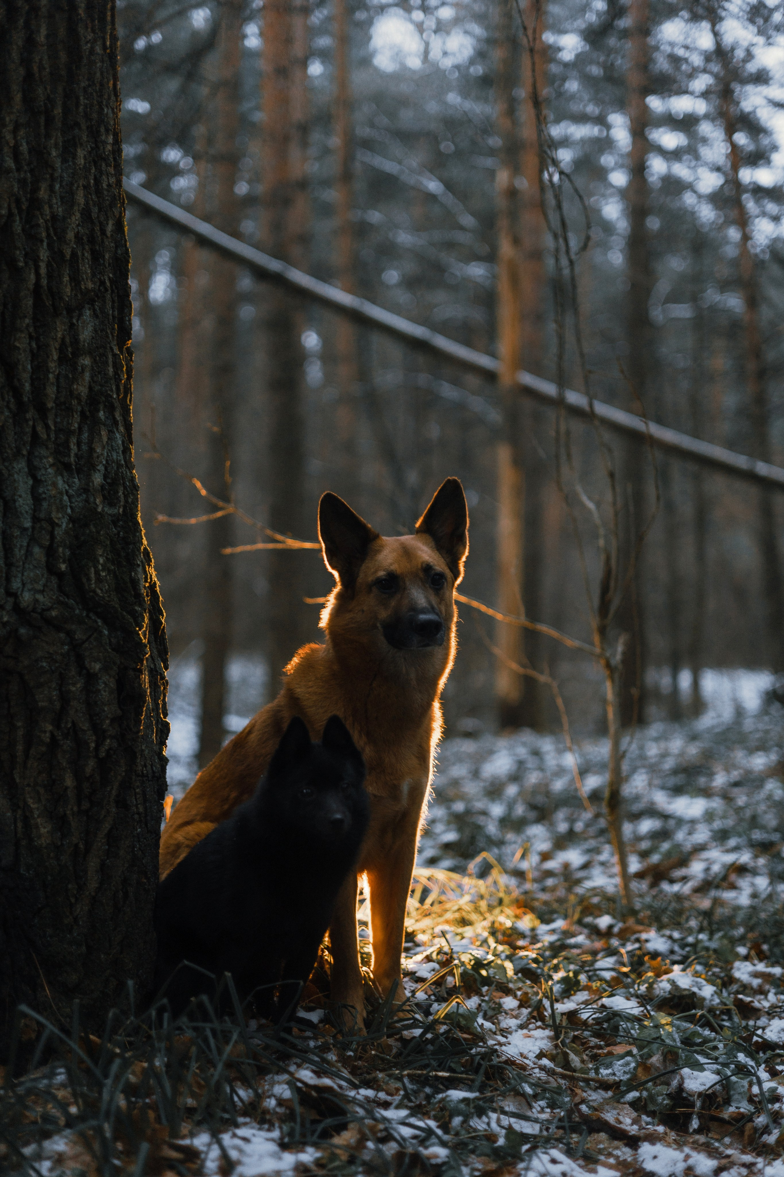 Юля, Лара и Йоми. Фотограф-анималист Богданова Полина