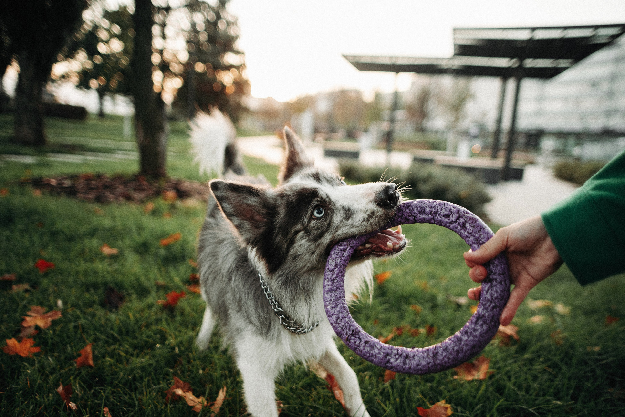 Диана и Робин. Фотограф-анималист Богданова Полина