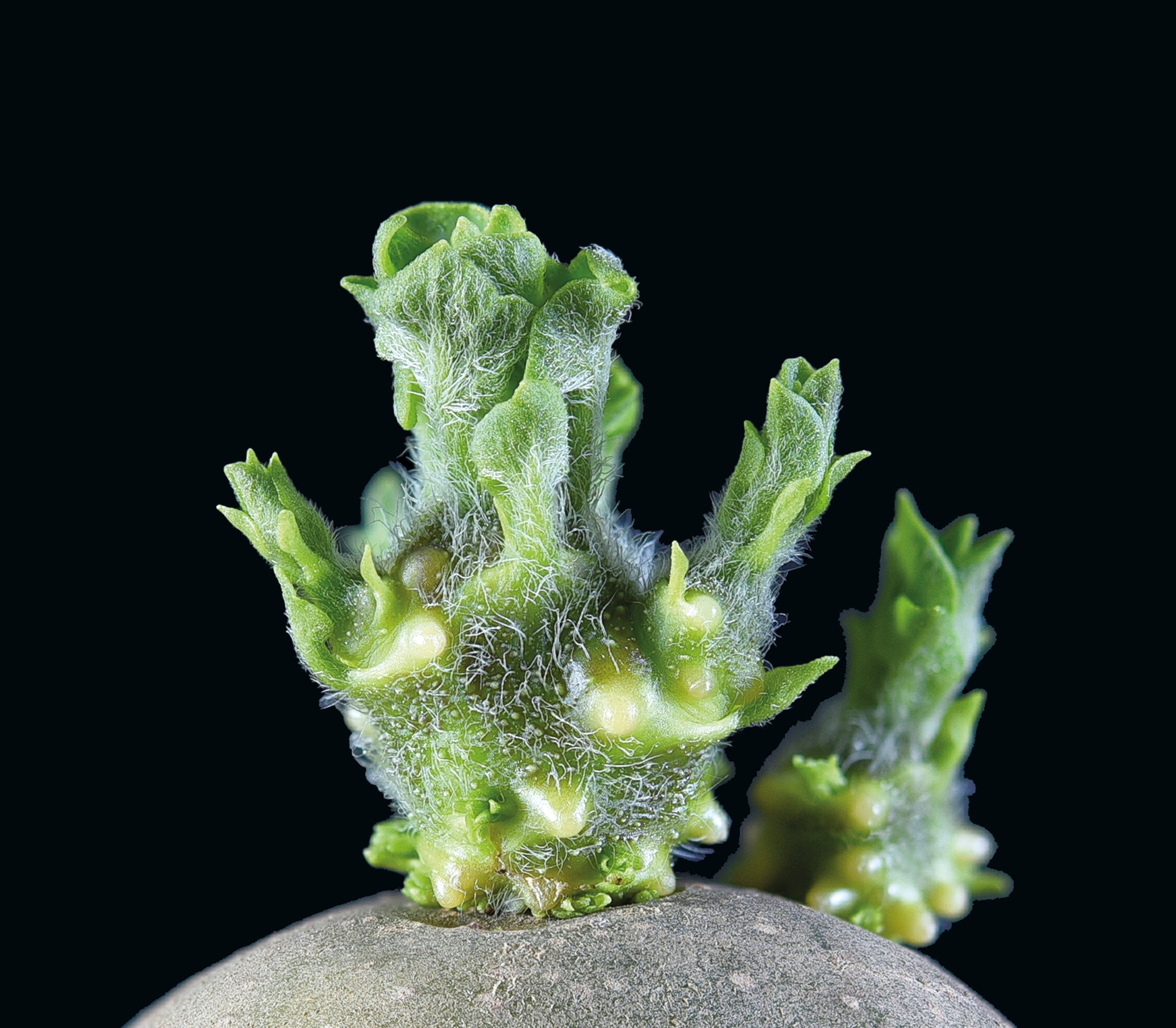 Разное. Fotolux