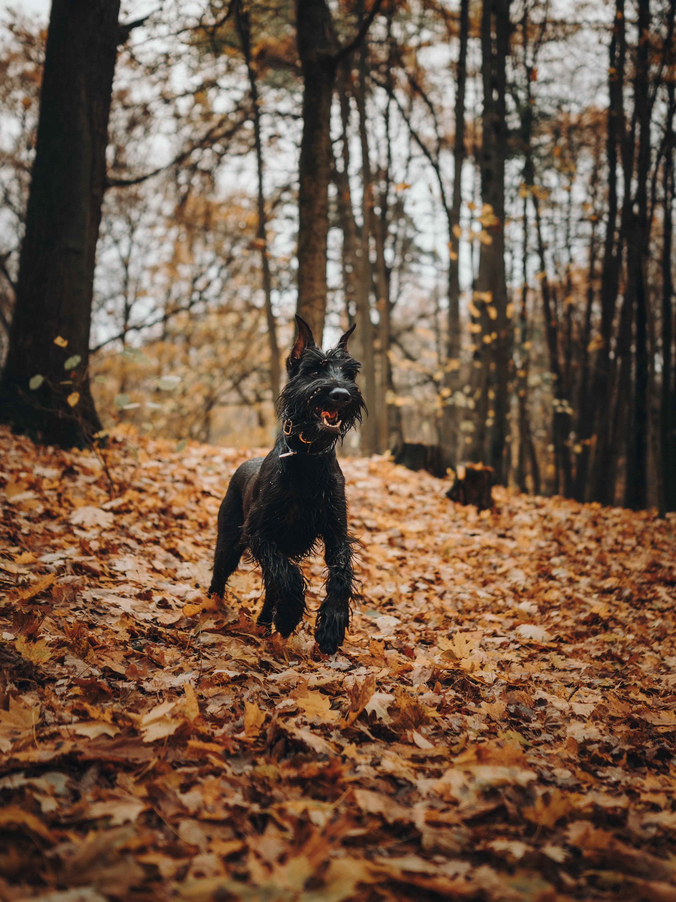 Даша и Умбра. Семейный фотограф анималист Ананьева Мария — Москва