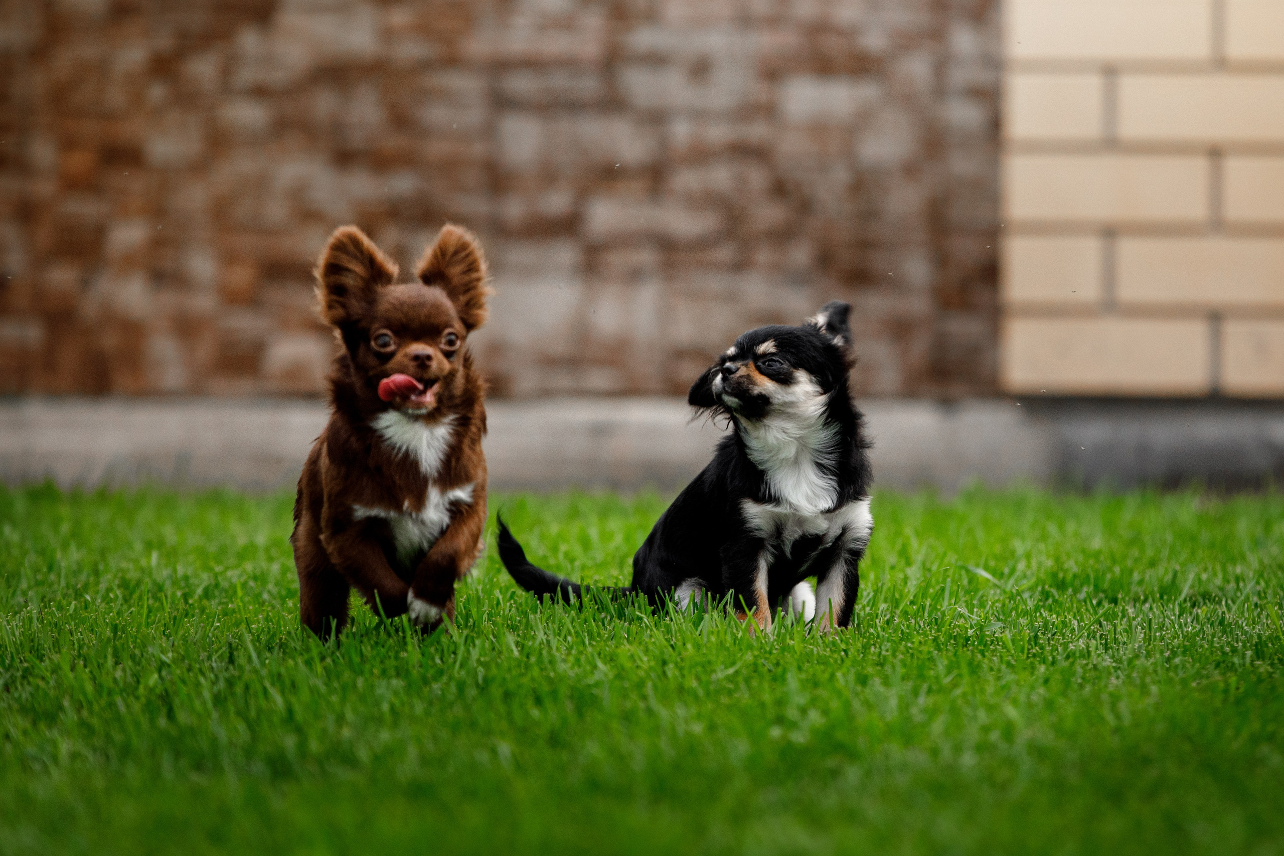 Болтовня в саду. О нас
