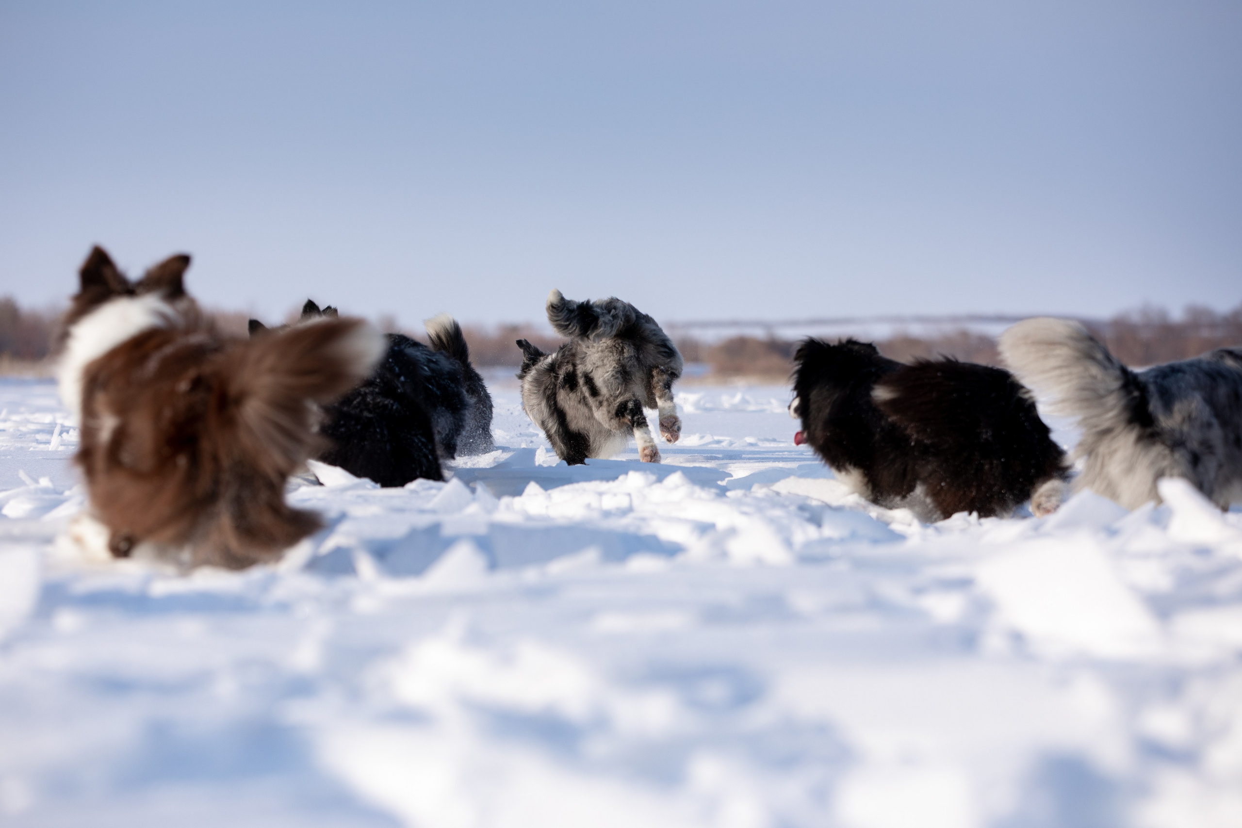 Мороз и солнце. О нас