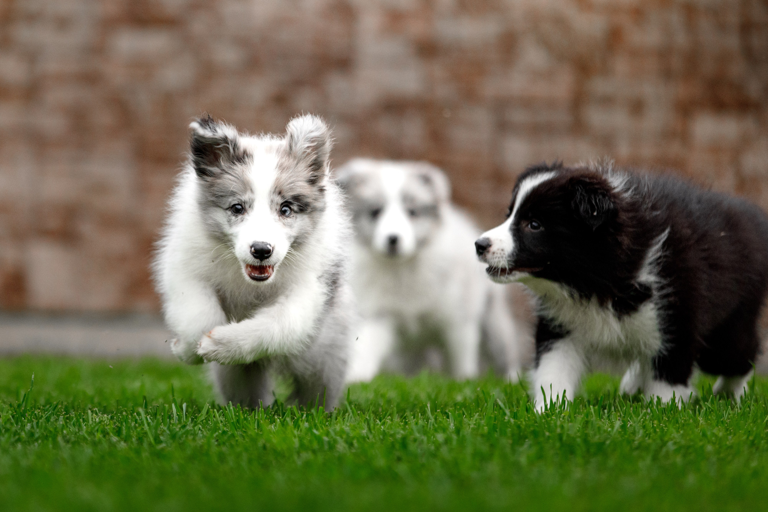 Болтовня в саду. О нас