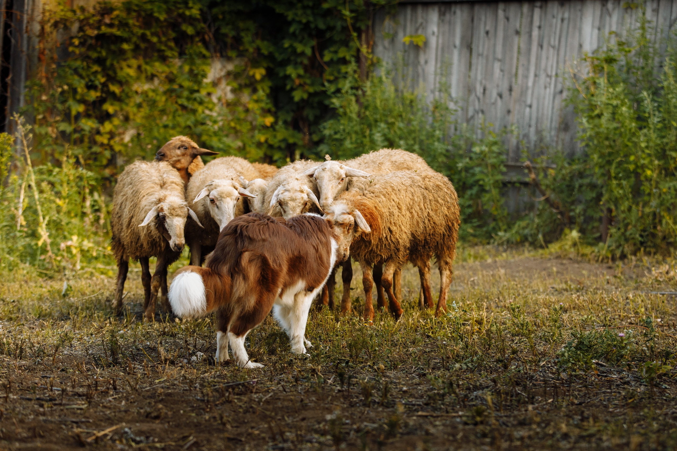 Овечий день. О нас