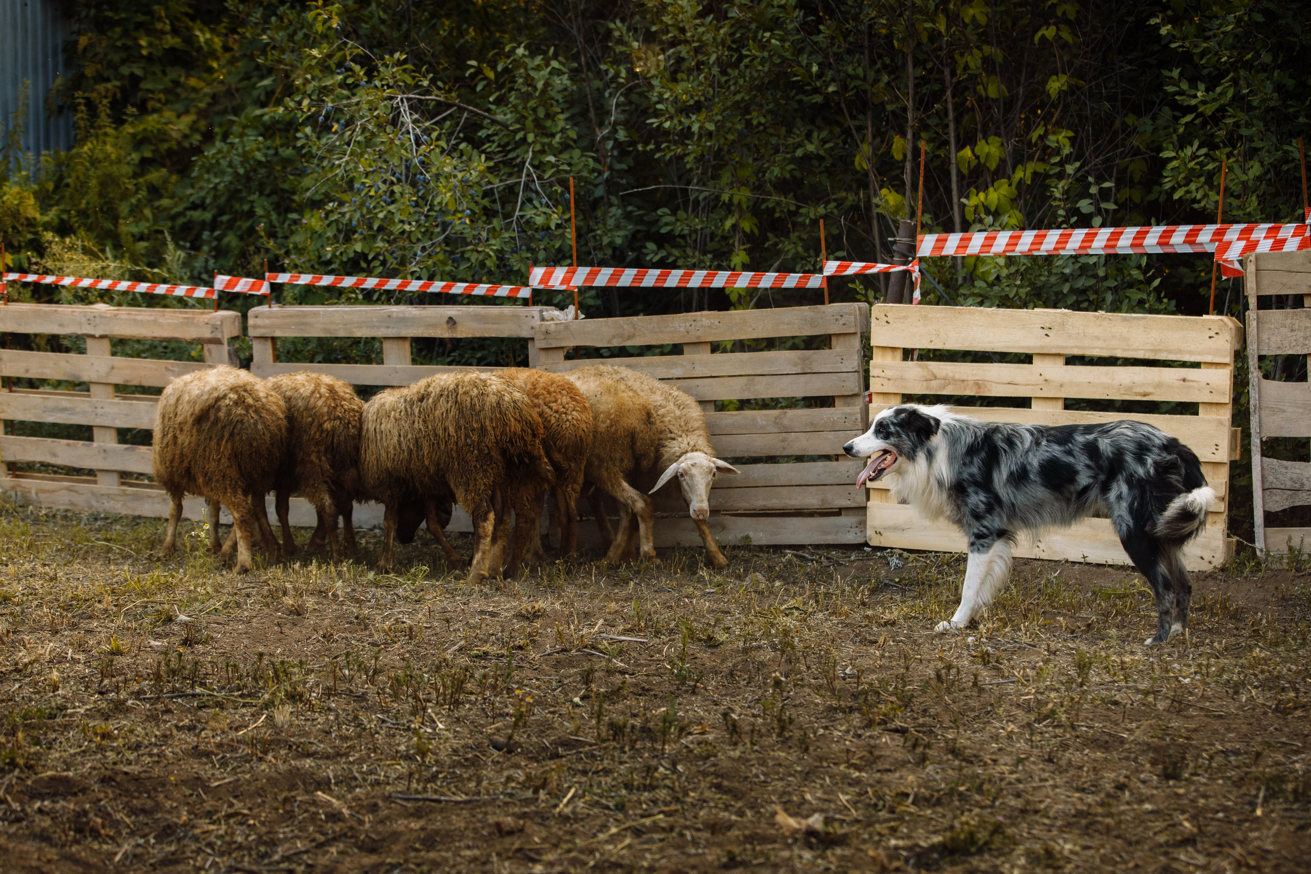 Овечий день. О нас