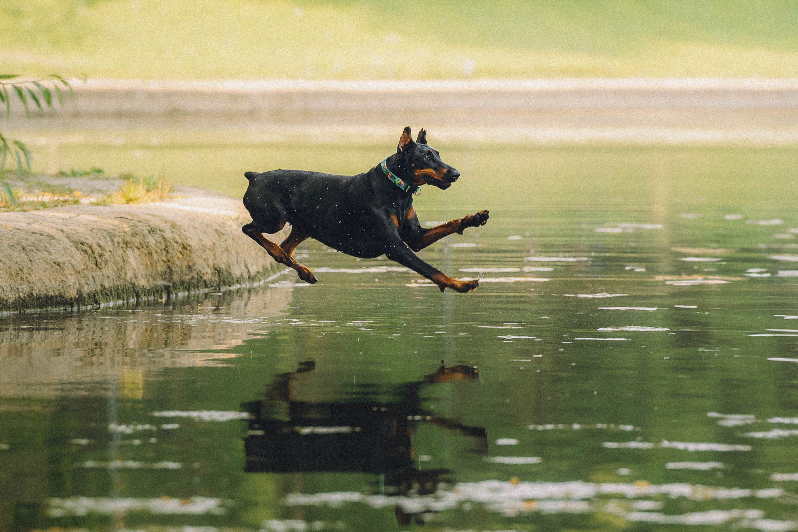 Паша и Хайди