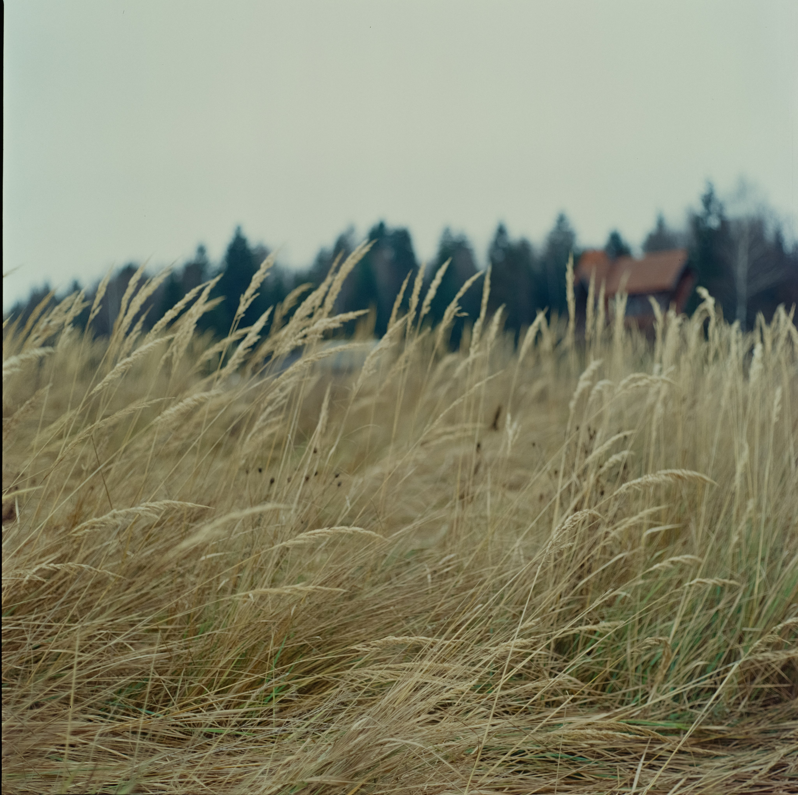 Kowa Super 66 / Kowa 85 mm f2.8 + Kowa 55 mm f3.5 / Kodak Ektachrome E