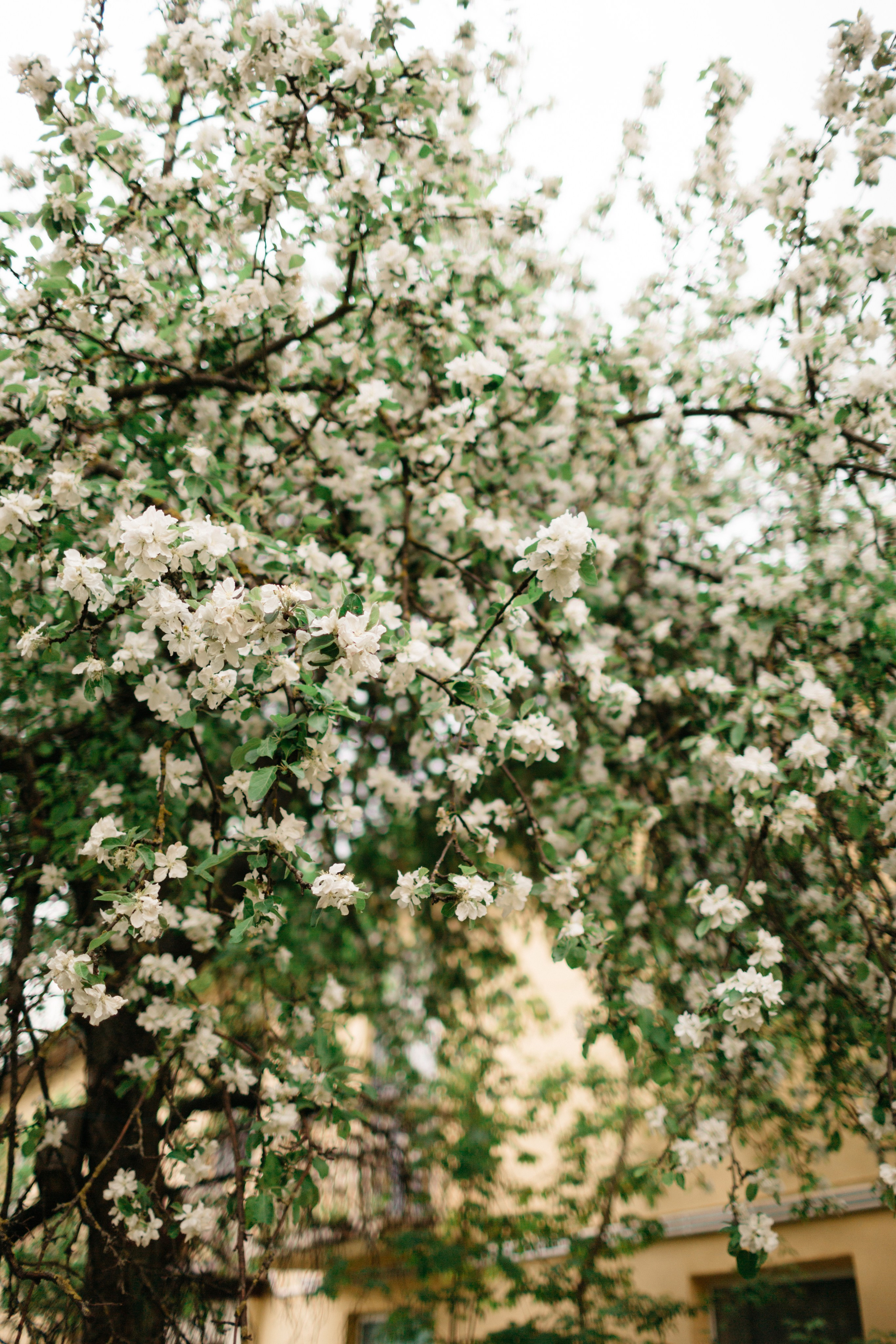 Love-story — Весна, любовь :). Свадебный фотограф в Минске Александр Савченко