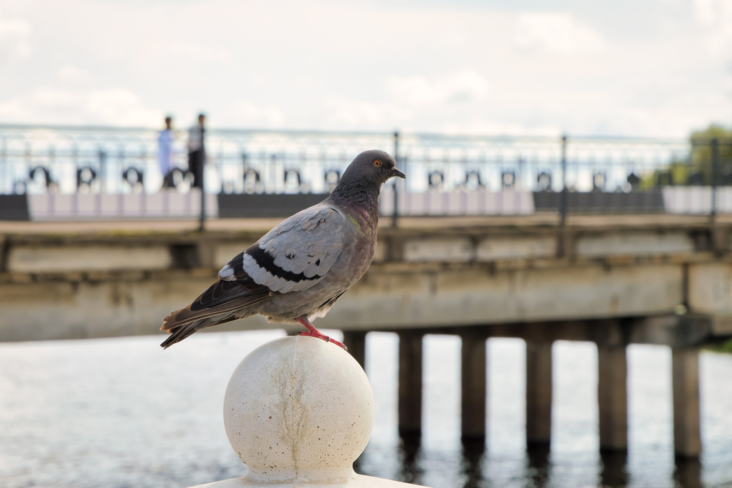 Неторопливый Торопец. Август 2024 года. Фотограф Никифоров-Гордеев Сергей. Москва и МО