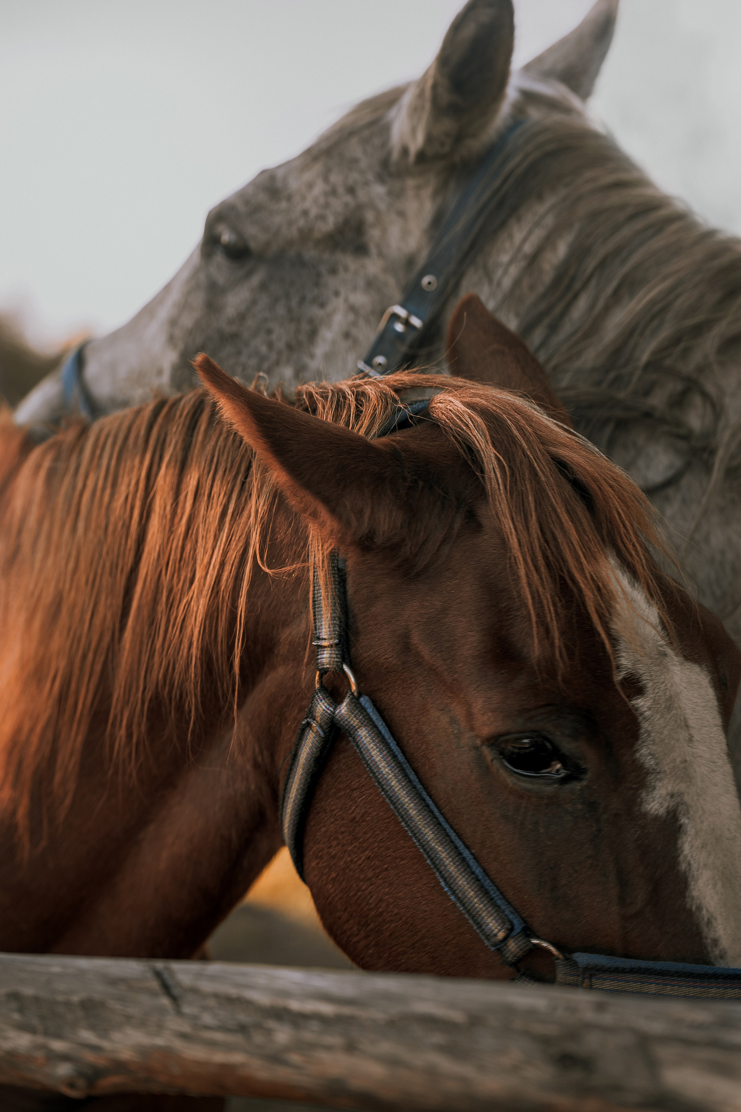 Художественный портрет лошадей