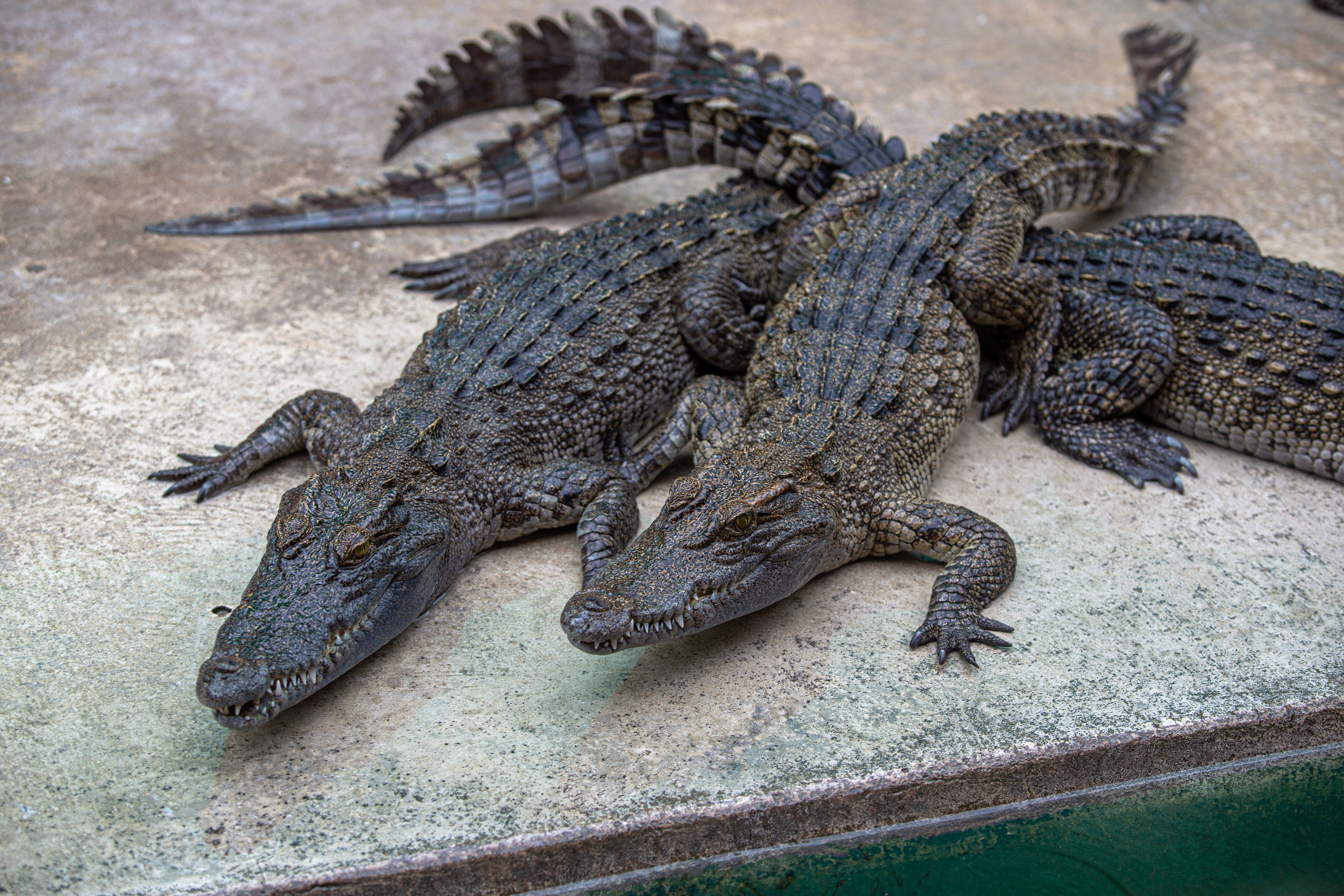 Samut Prakan Crocodile Farm & Zoo. Photographer Sonkina Tatiana (Tanya Ash)