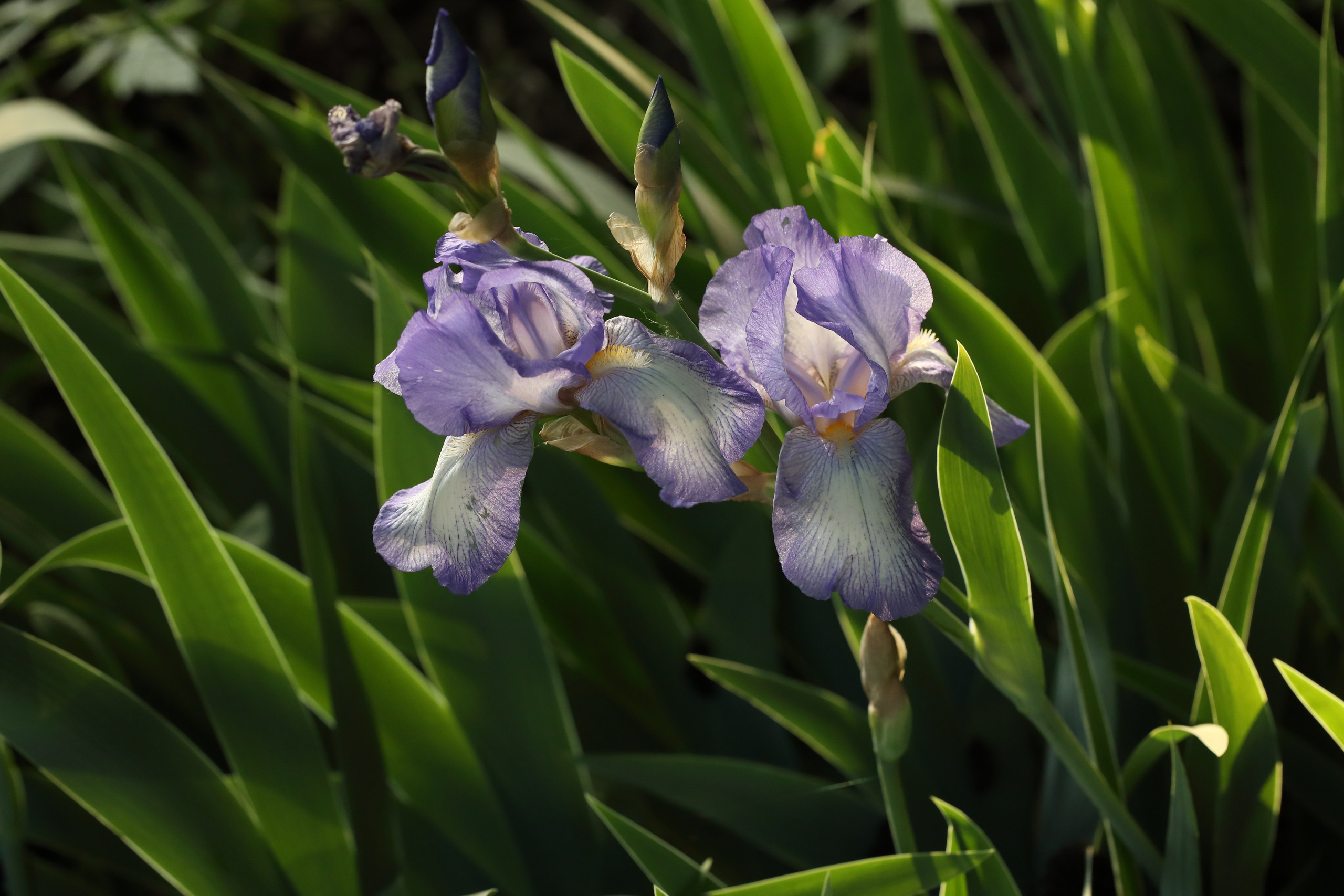 Цветы моего города. Фото-художник и Репортажный фотограф Николаев Александр Алексеевич