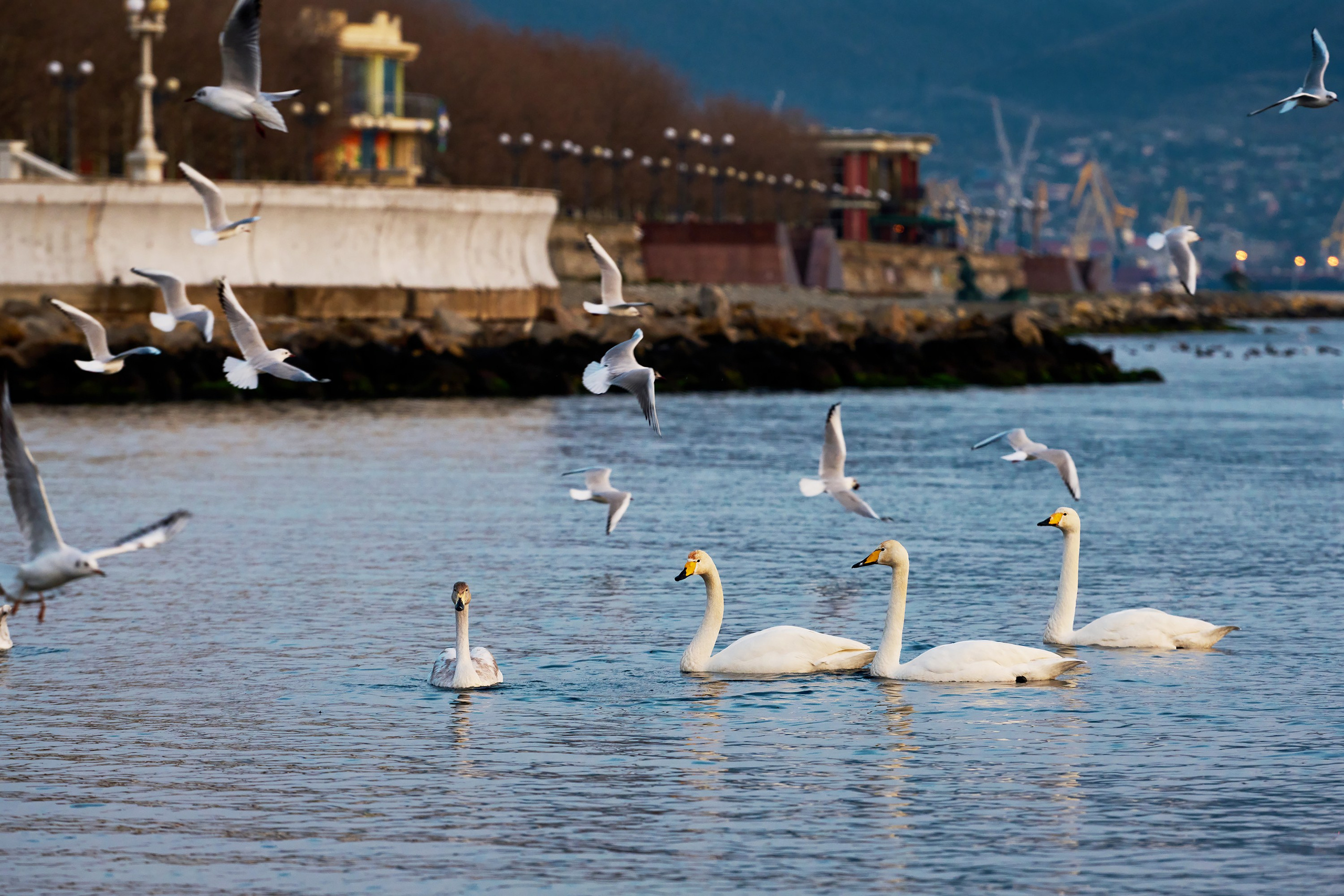 Фотографии животных. Яркие фото на Чёрном море