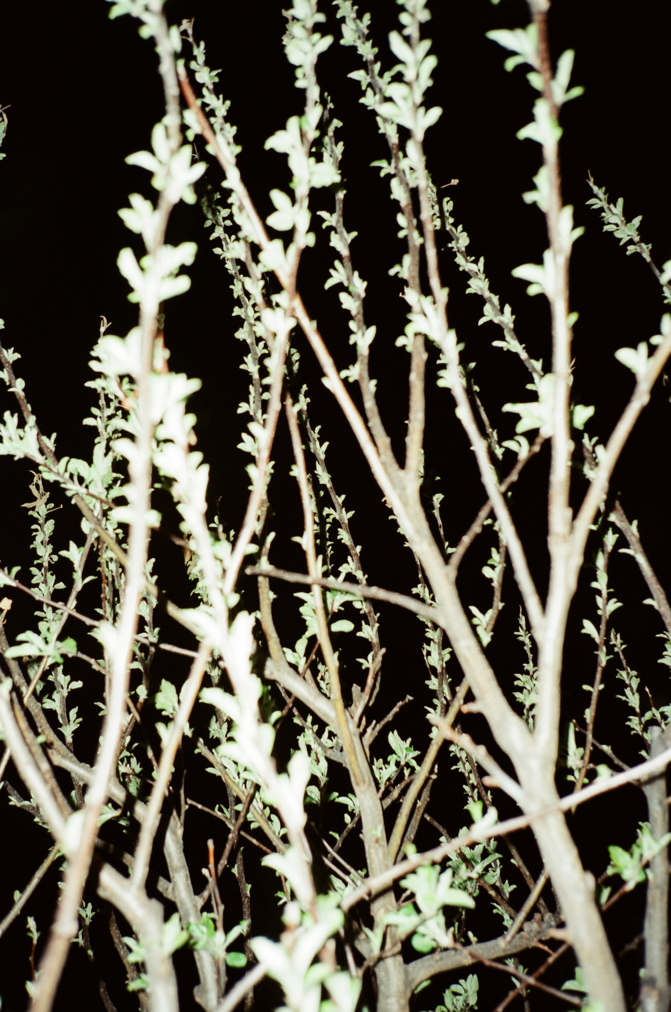 Grain. Artem Khusainov