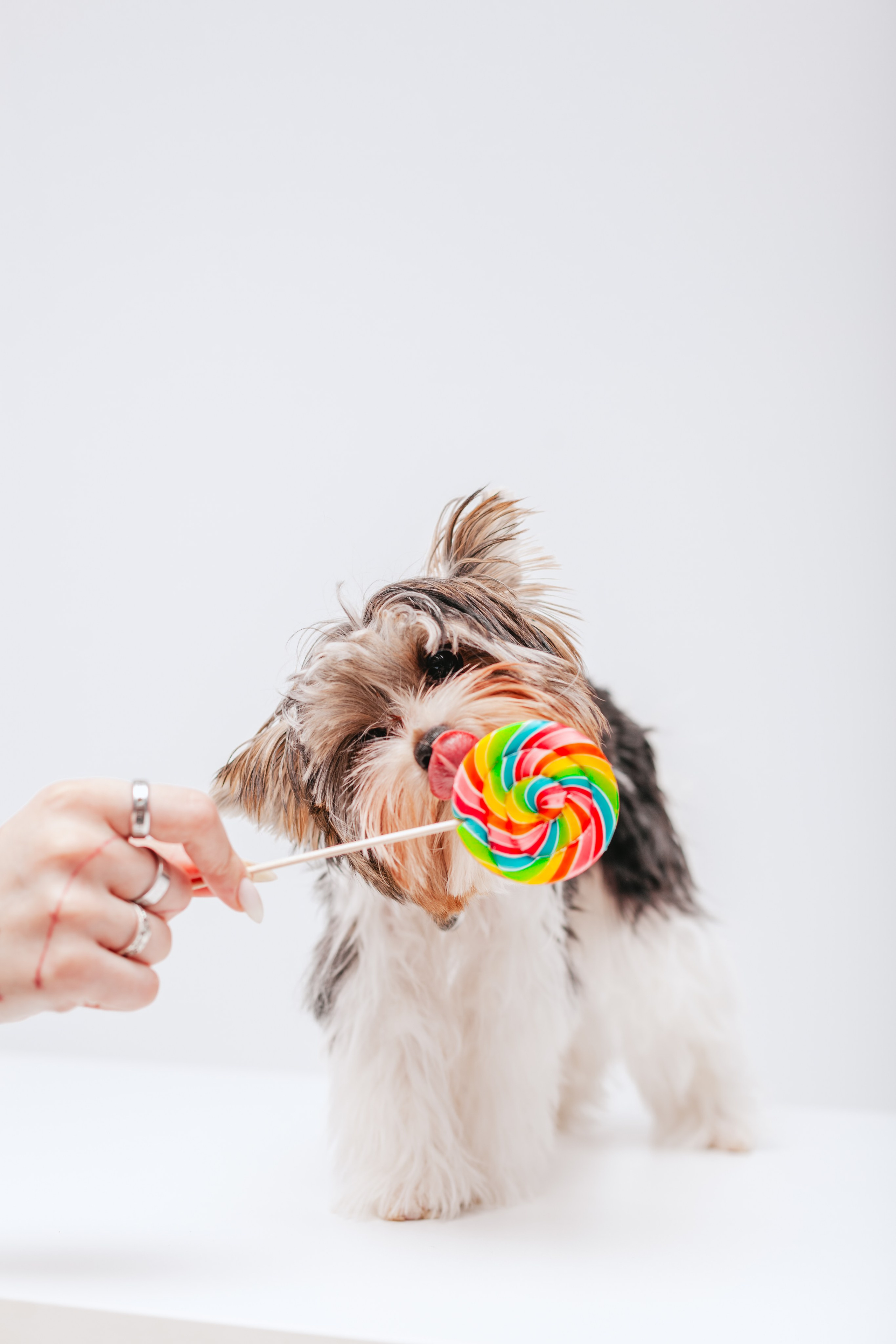 Студия близняшки. Фотограф-анималист Татьяна Степанова