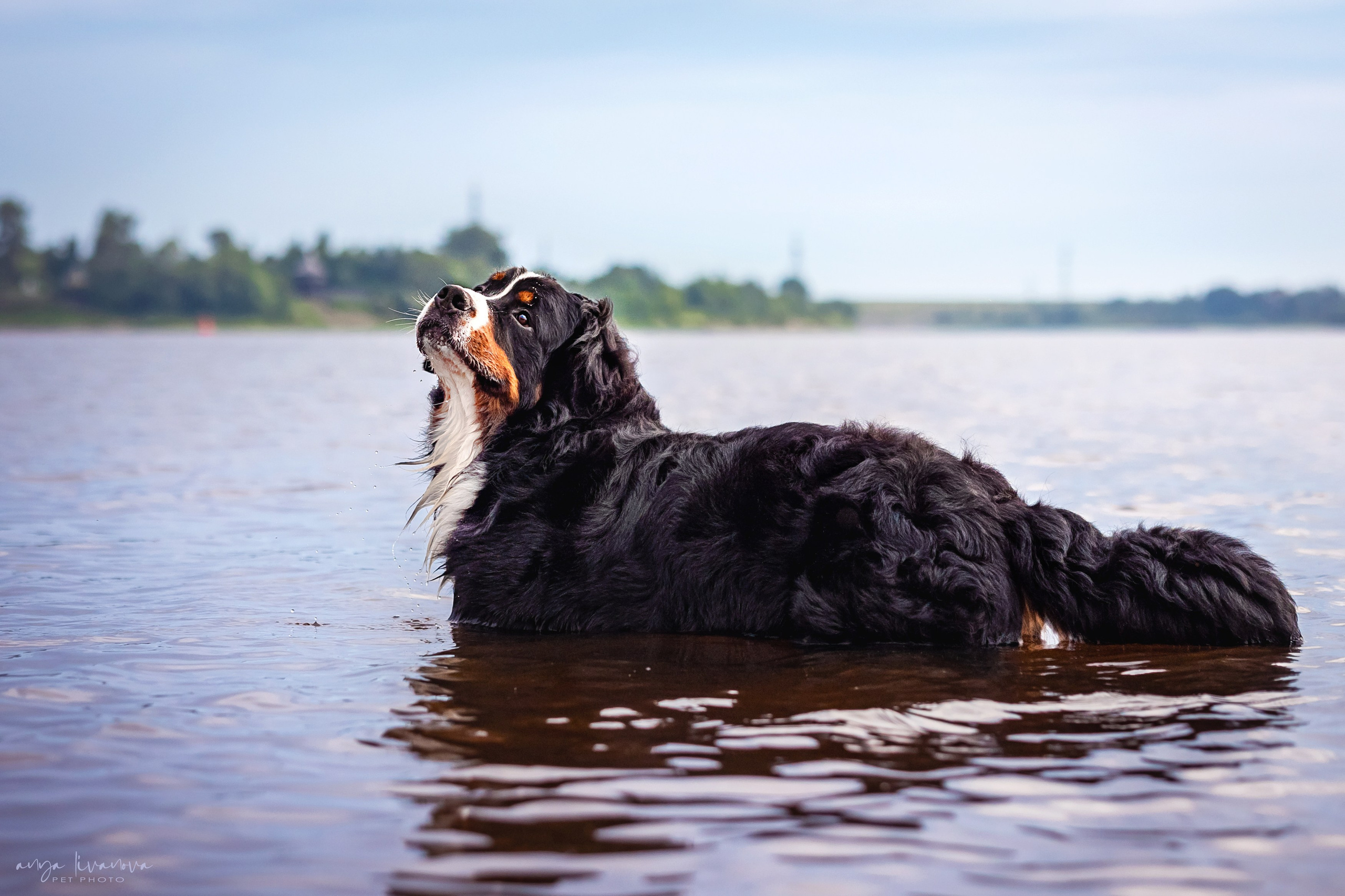 Маша и Буч. Фотограф анималист Аня Ливанова | Рыбинск