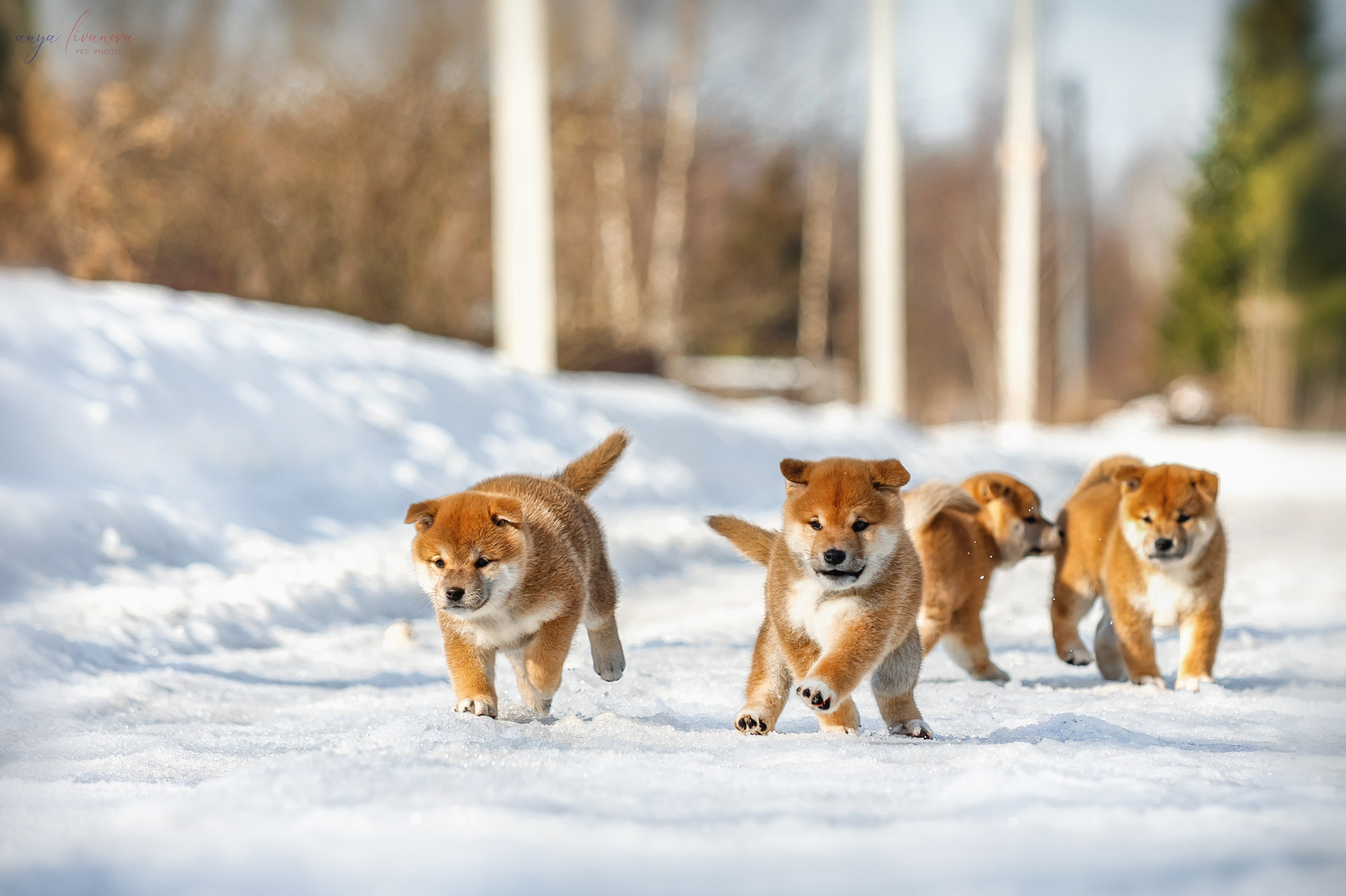 Сибы. Фотограф анималист Аня Ливанова | Рыбинск