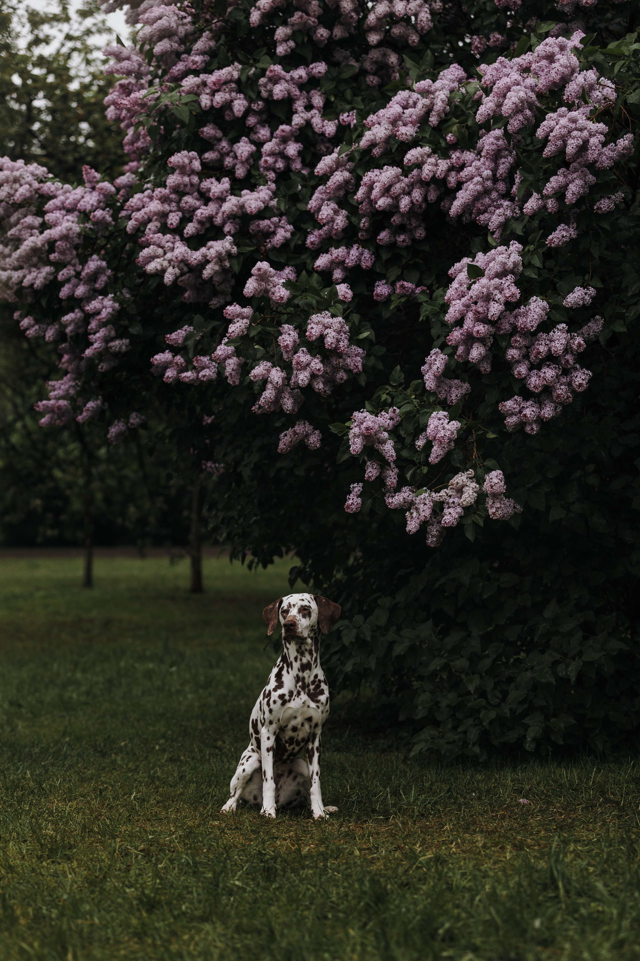 Лили, Уся, Вика и их семья. Фотограф анималист Кристина Карпова, Москва