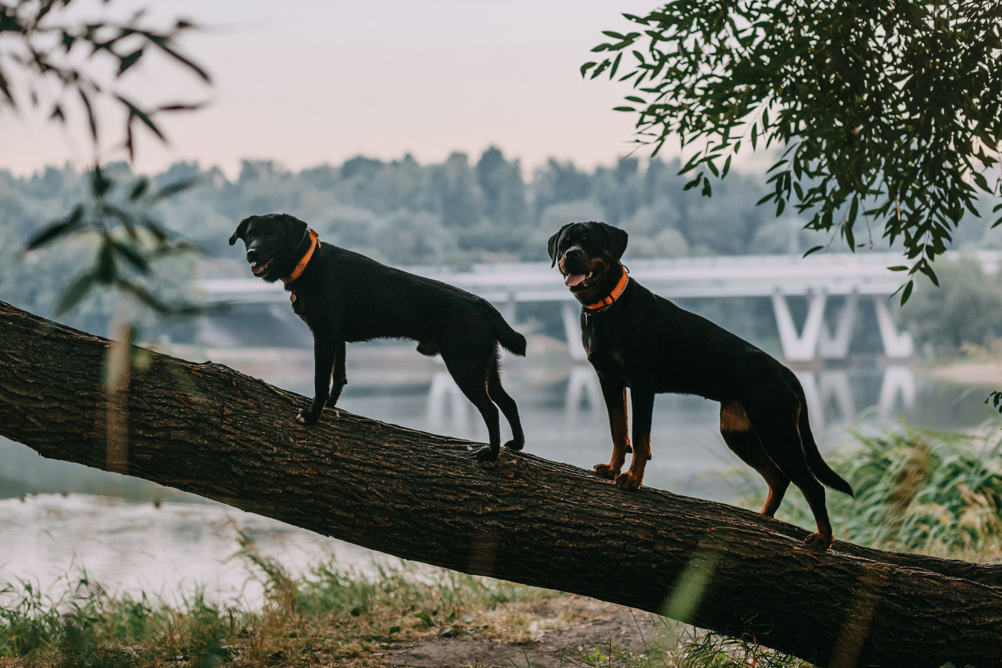Виктория, Финн и Ливи. Фотограф-анималист Елена Радченко, Москва