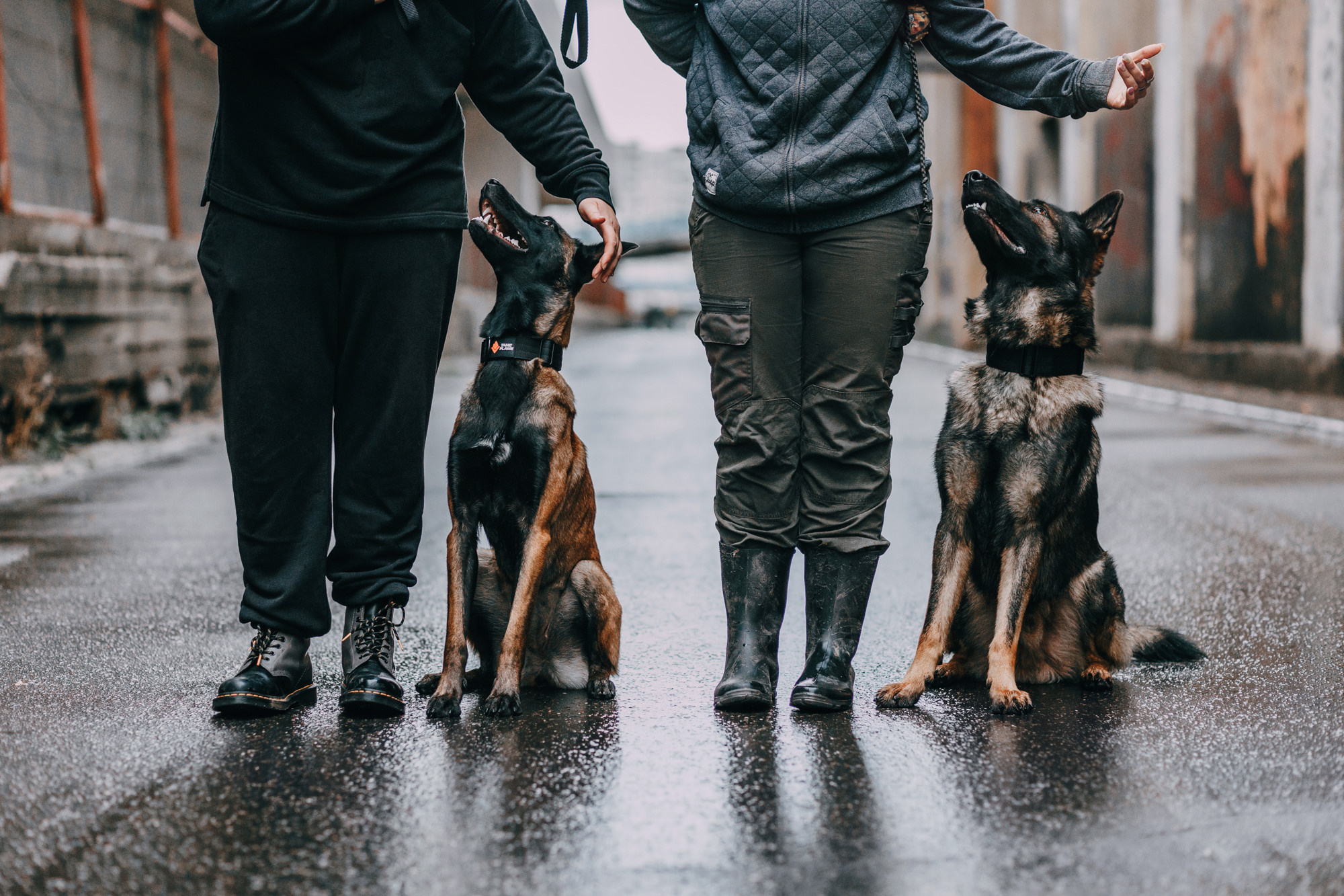 Ошейники Tame flame. Фотограф-анималист Елена Радченко, Москва